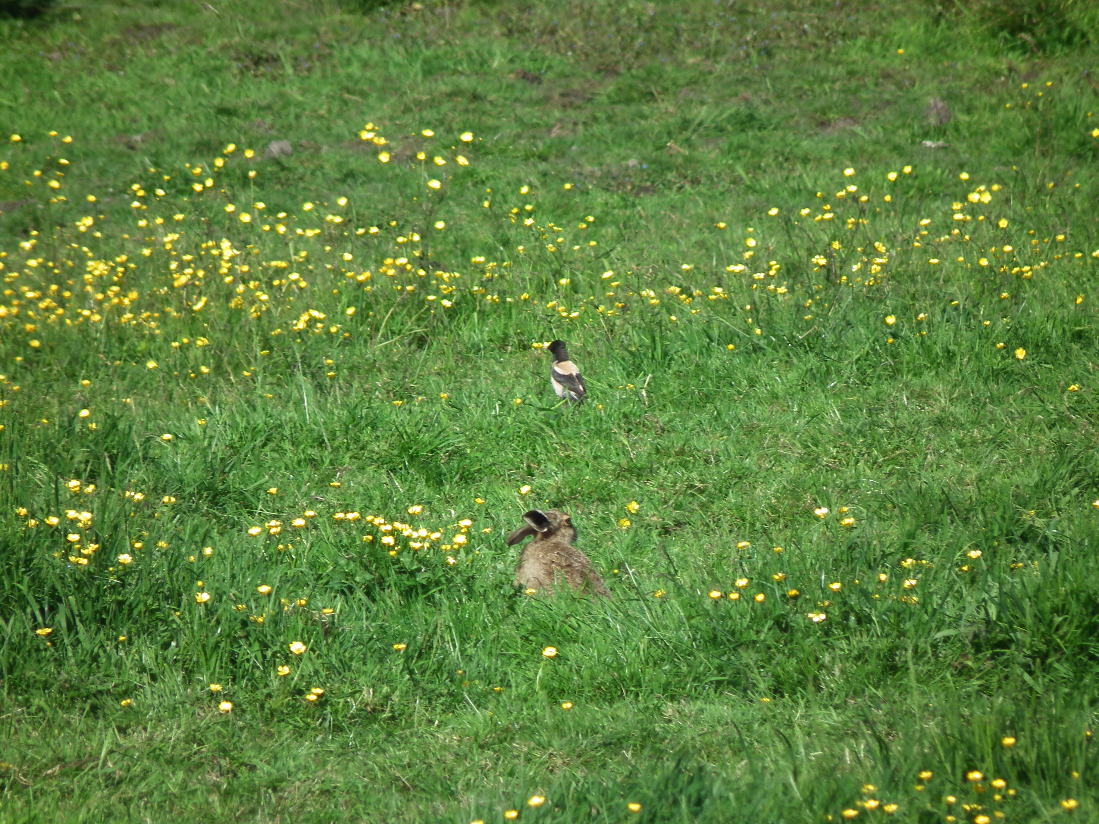 Rose-coloured Starling - 05-06-2021