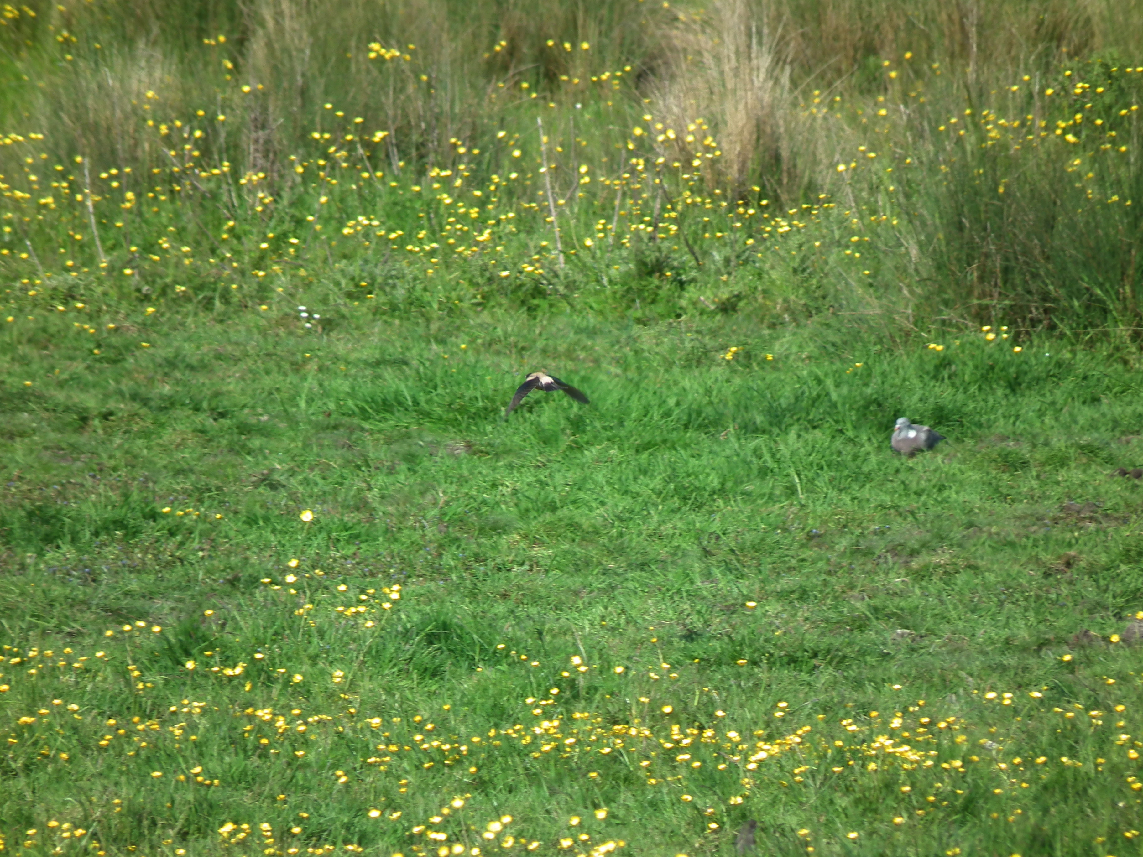 Rose-coloured Starling - 05-06-2021