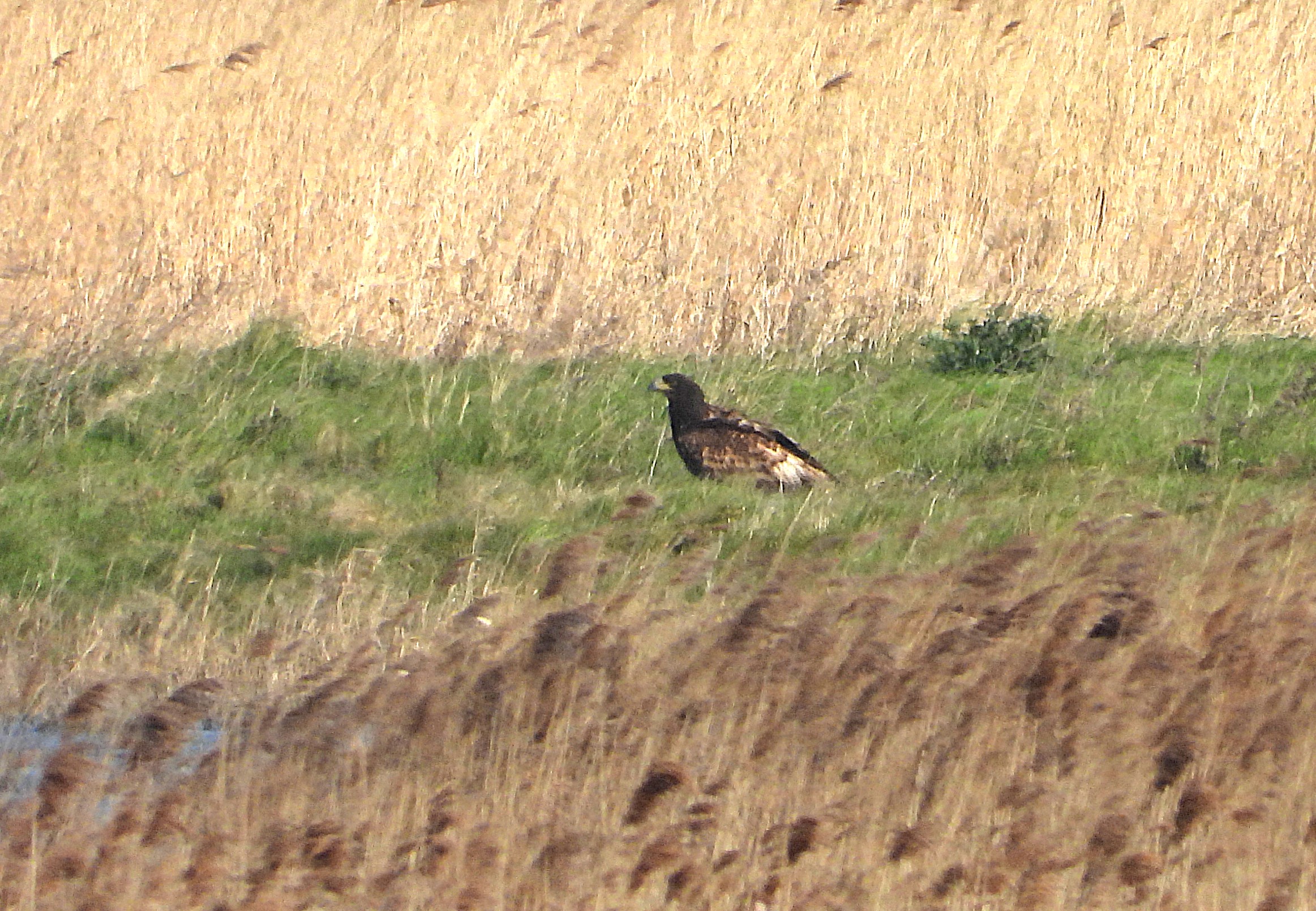 White-tailed Eagle - 30-03-2026