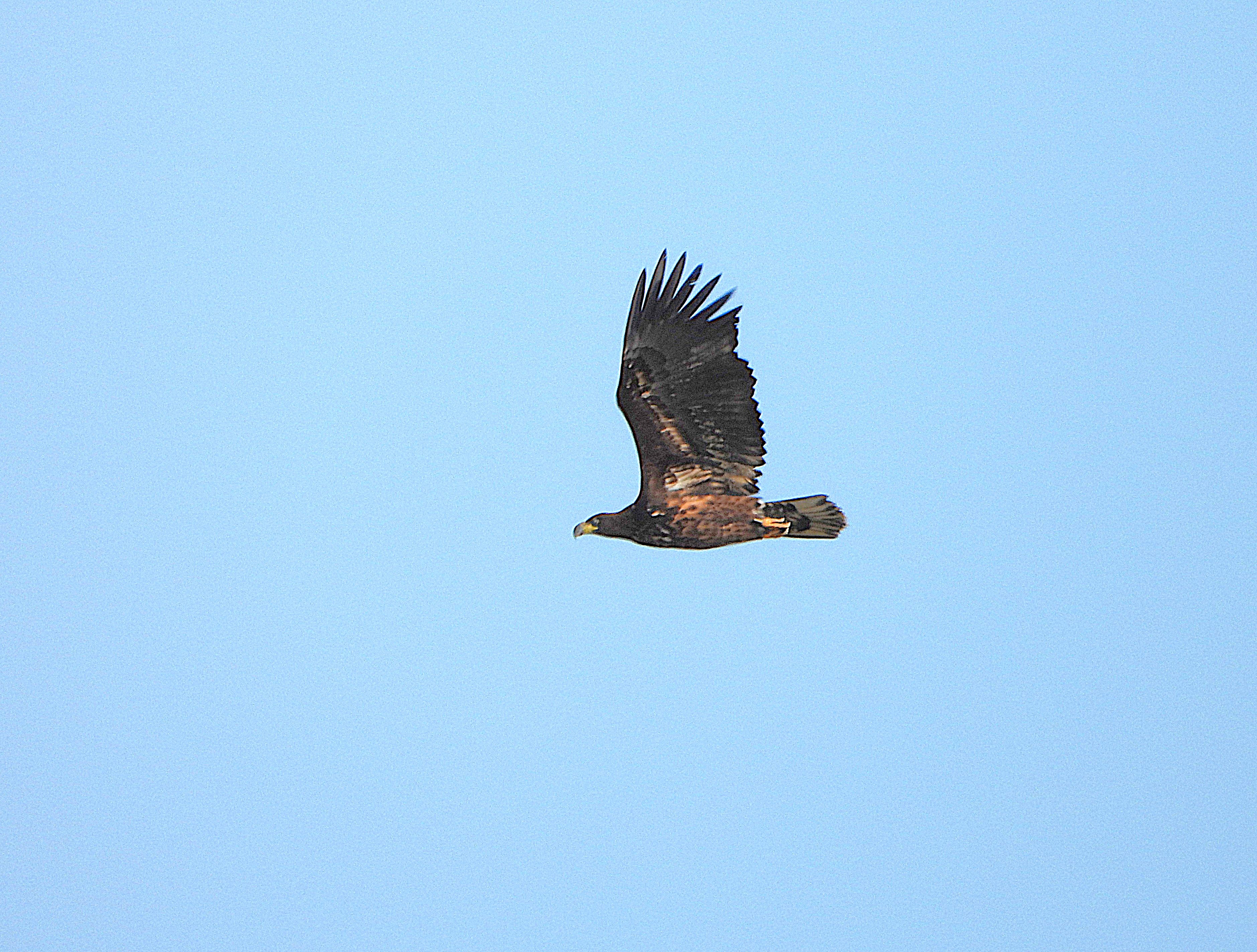 White-tailed Eagle - 30-03-2026