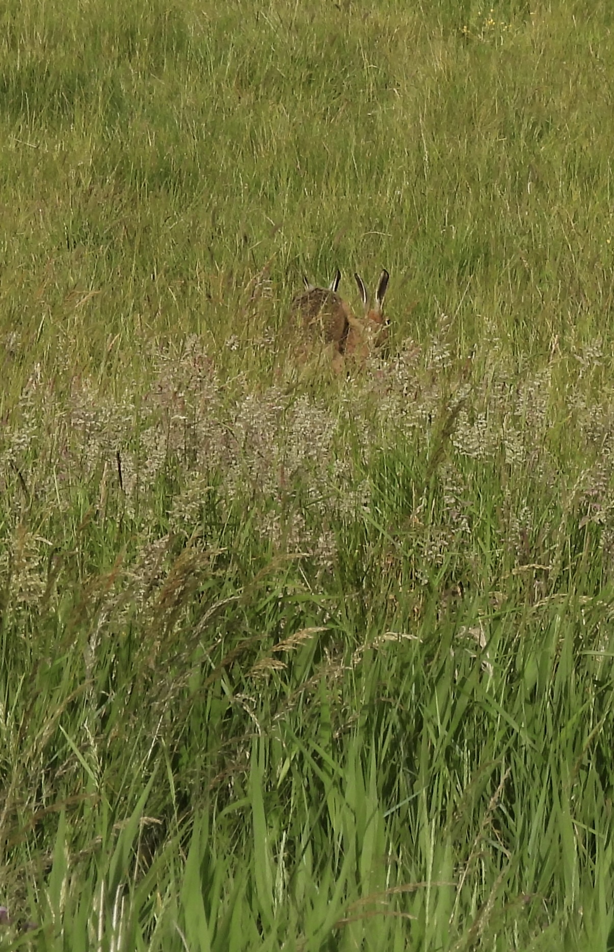 Brown Hare - 29-06-2024