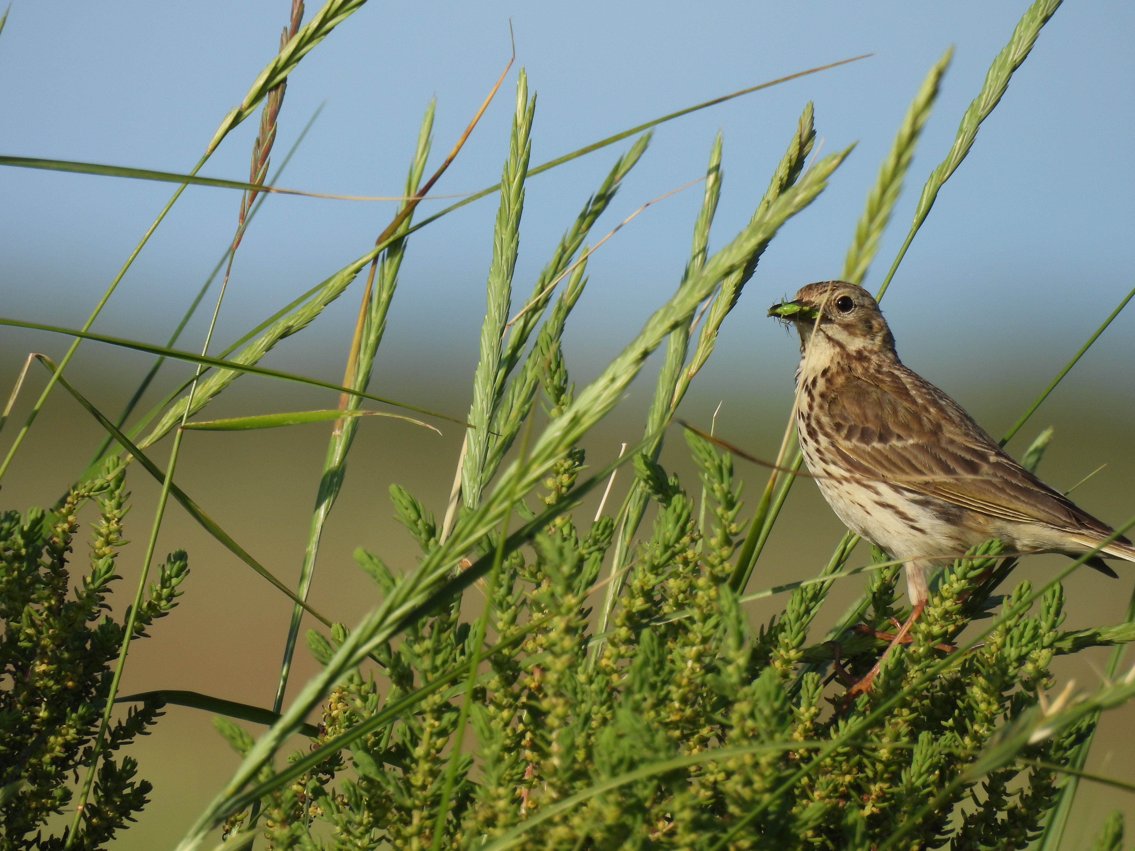 Meadow Pipit - 30-06-2024