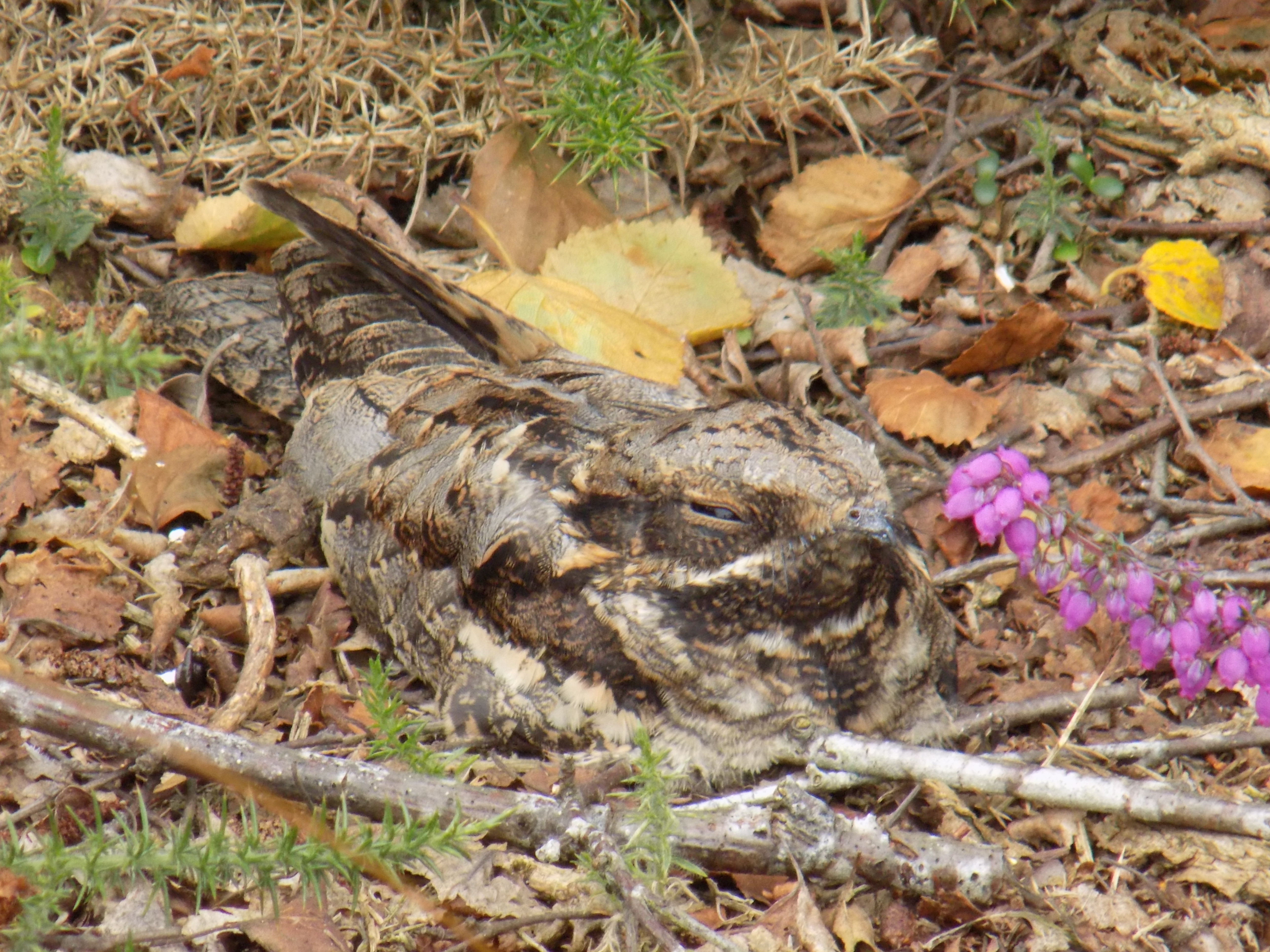 Nightjar - 19-08-2023