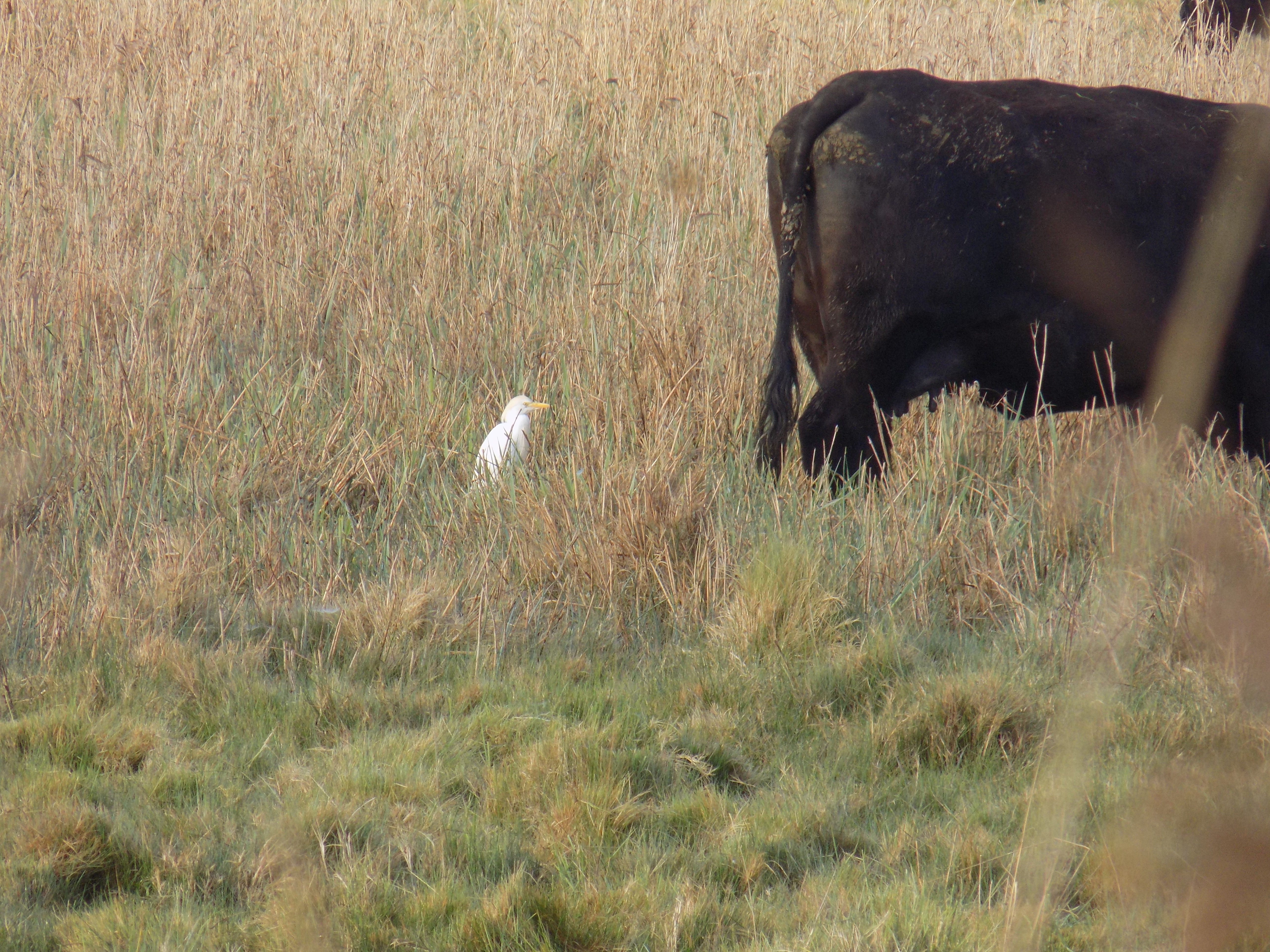 Cattle Egret - 03-05-2025