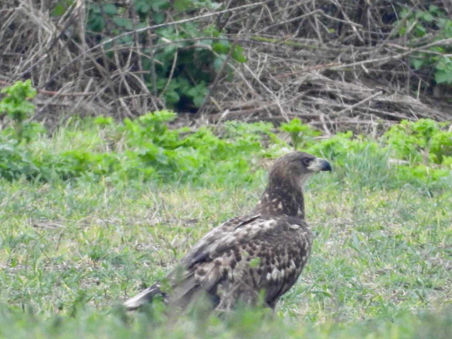 White-tailed Eagle - 03-03-2024