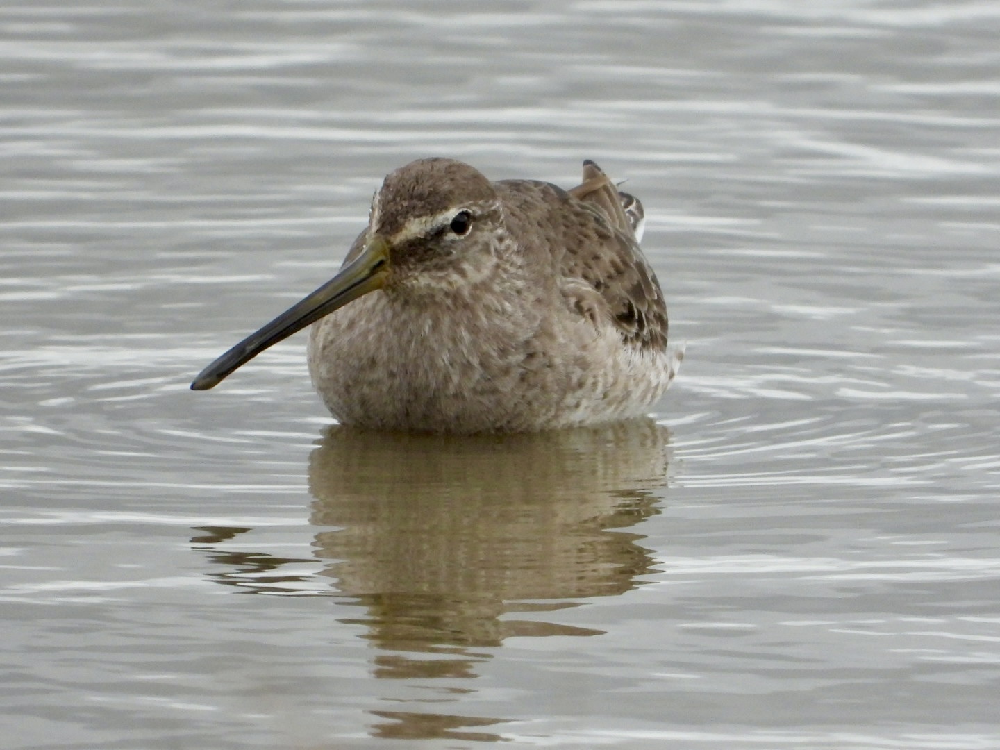 Long-billed Dowitcher - 15-03-2024