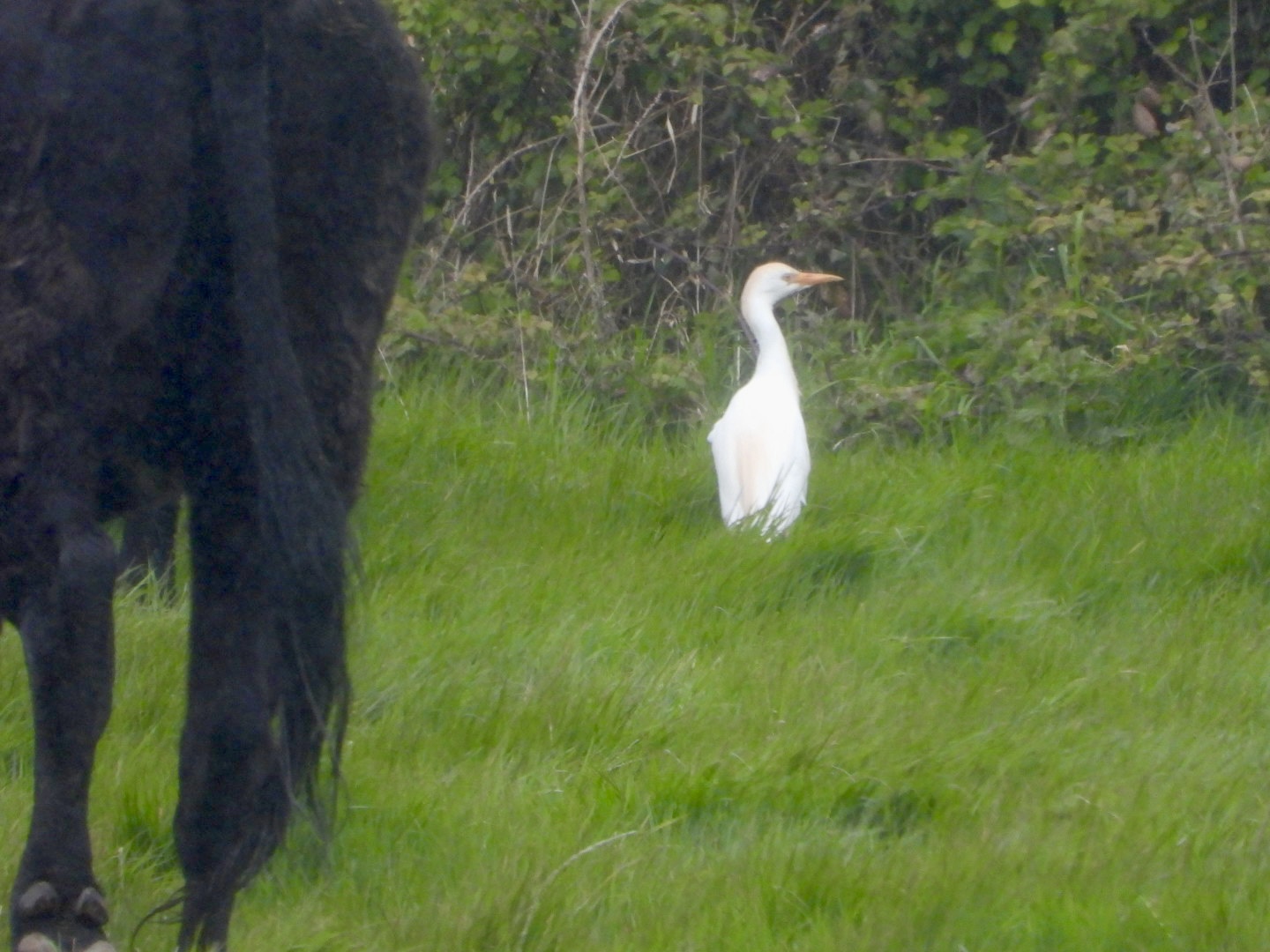 Cattle Egret - 23-04-2024