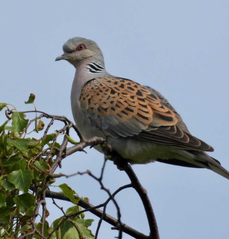 Turtle Dove - 17-05-2024