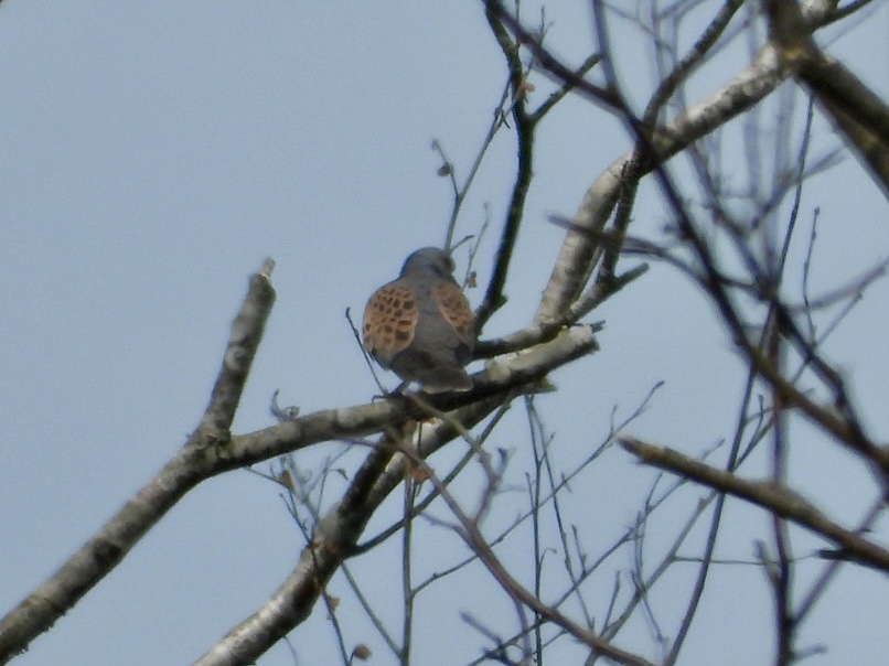 Turtle Dove - 11-06-2024