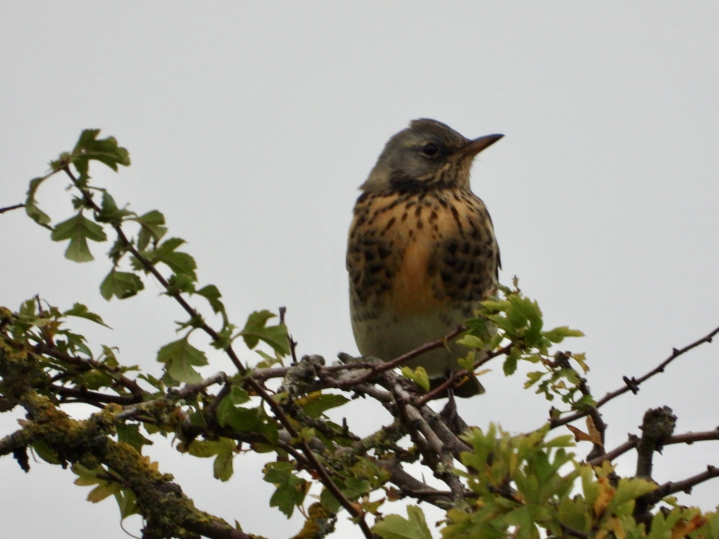 Fieldfare - 26-09-2025