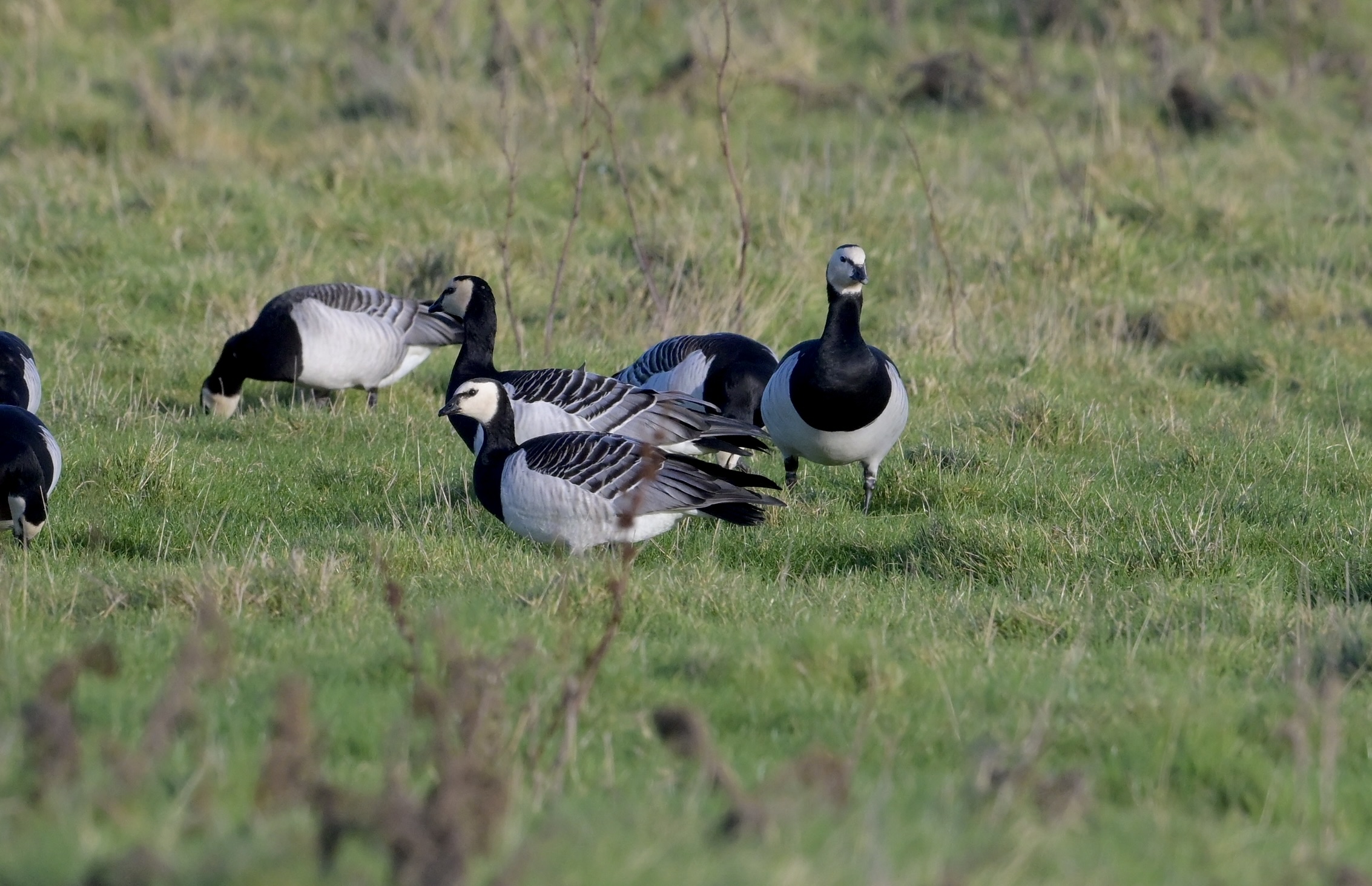 Barnacle Goose - 25-01-2025