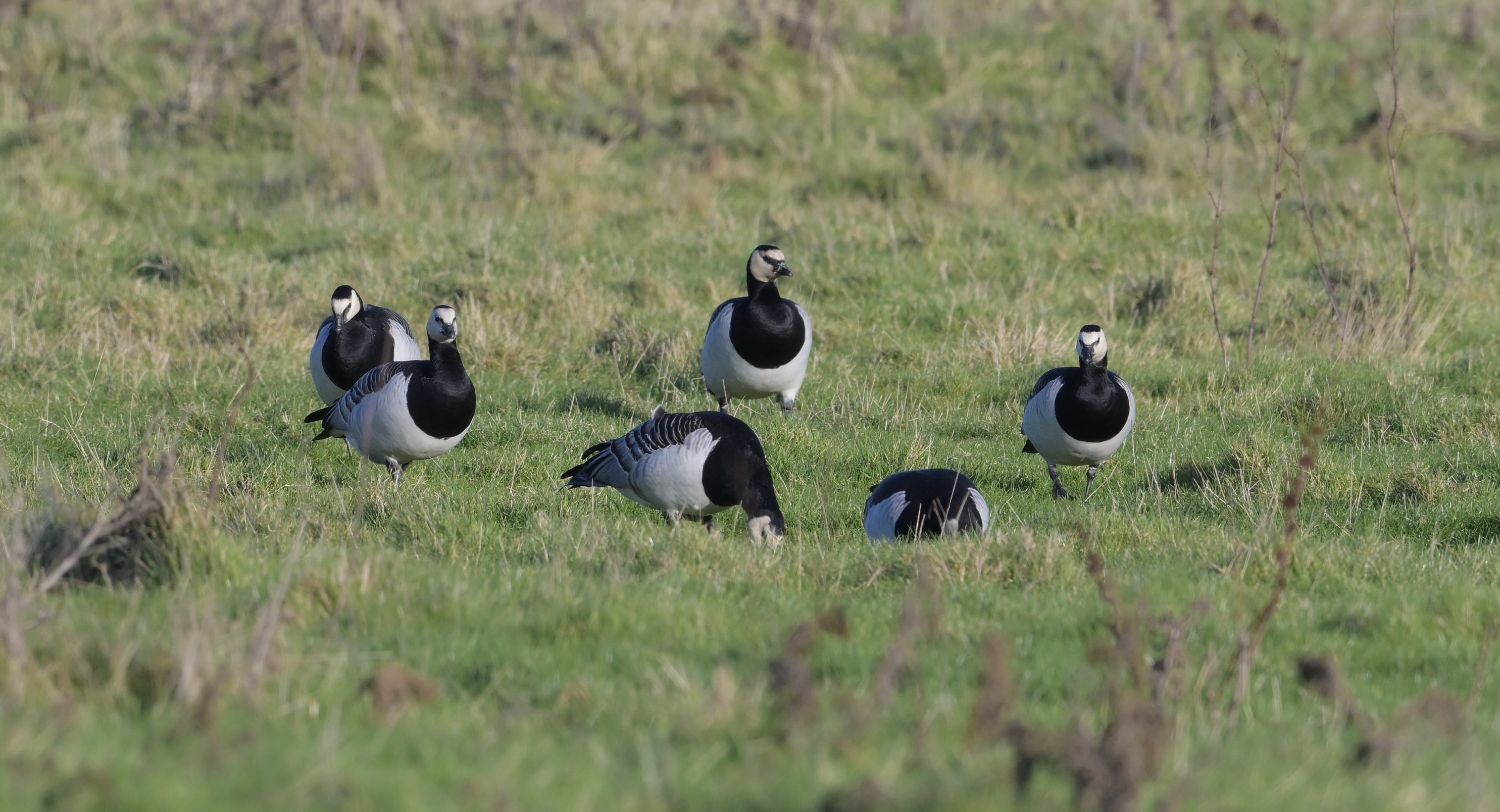 Barnacle Goose - 25-01-2025