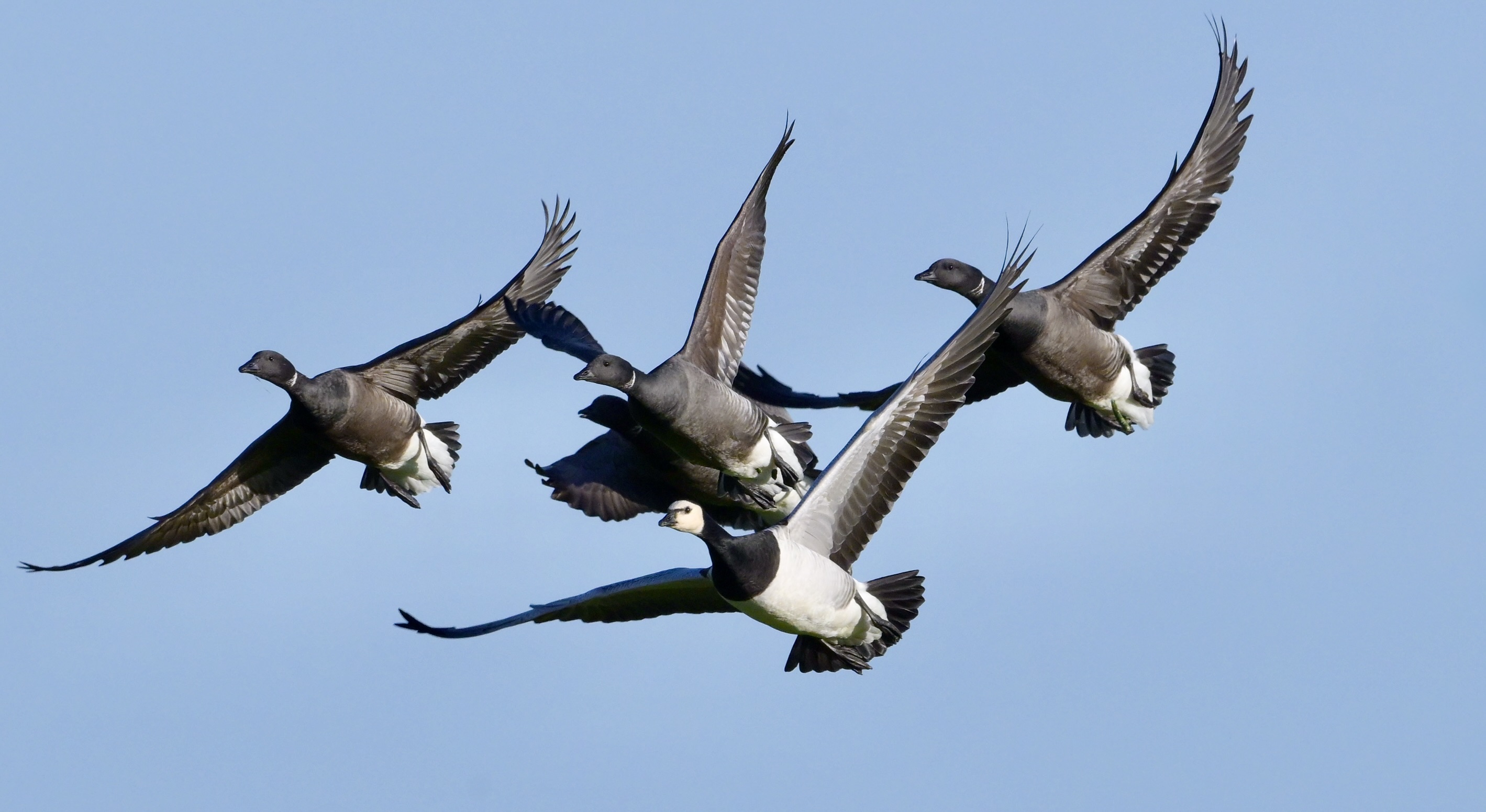 Barnacle Goose - 25-01-2025