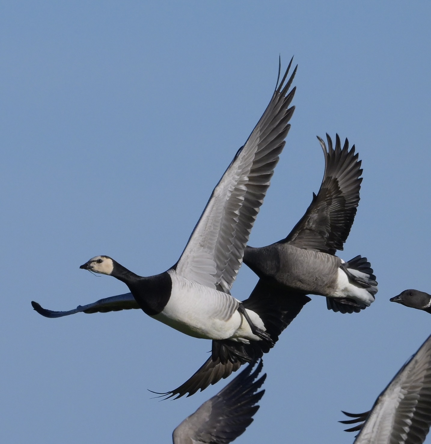 Barnacle Goose - 25-01-2025