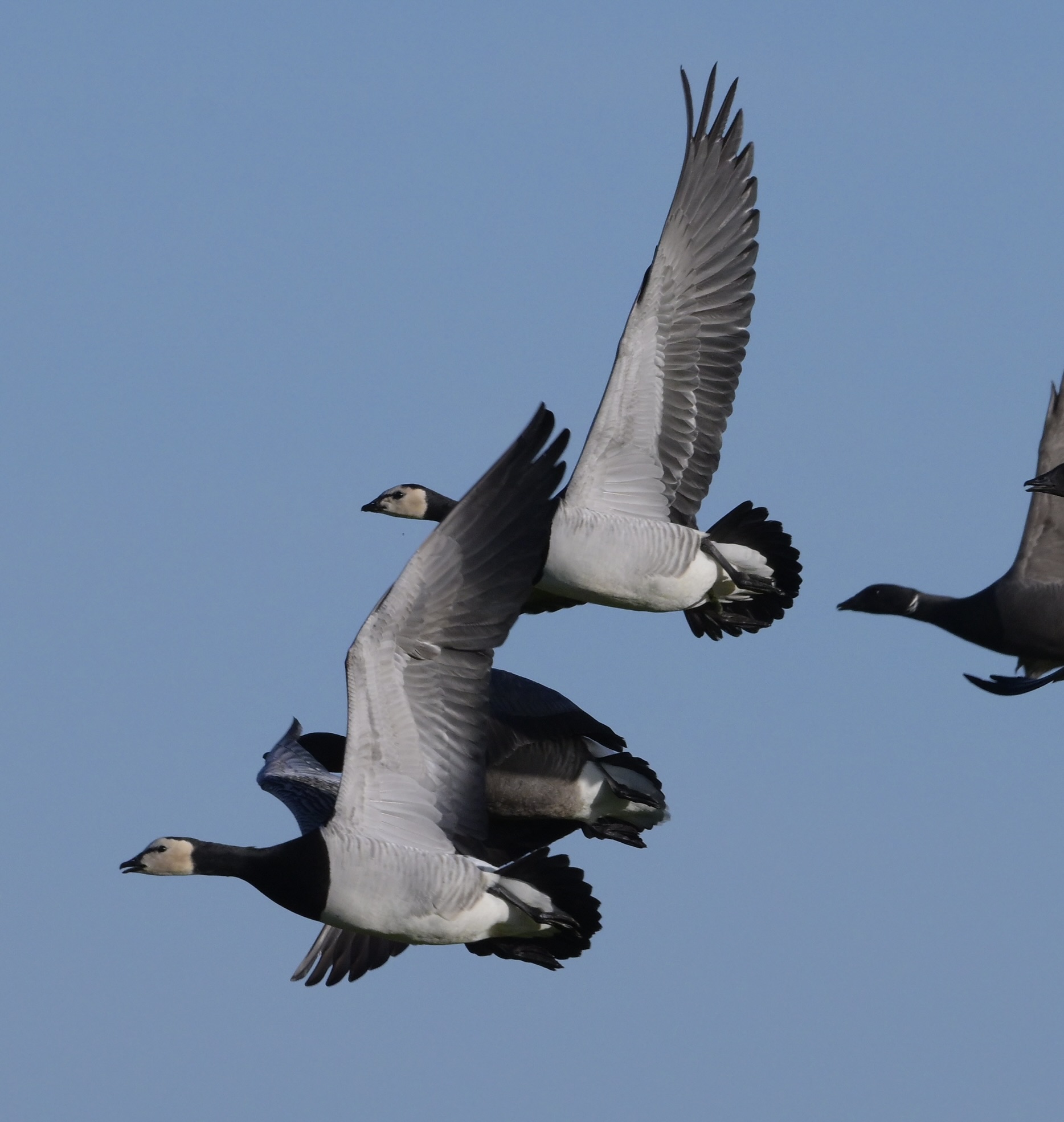 Barnacle Goose - 25-01-2025