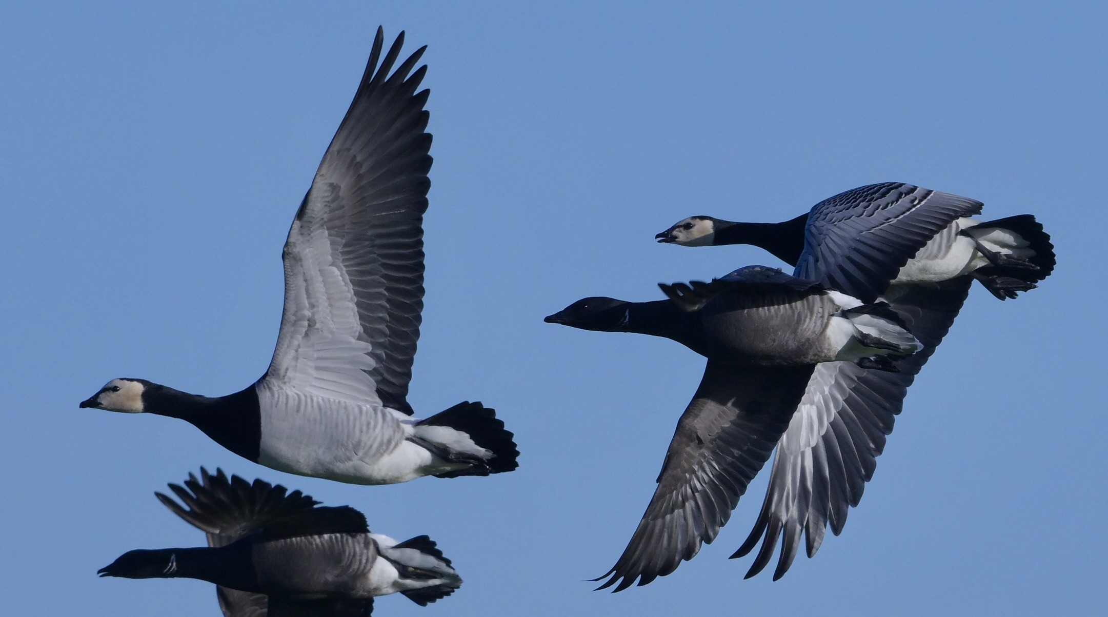 Barnacle Goose - 25-01-2025