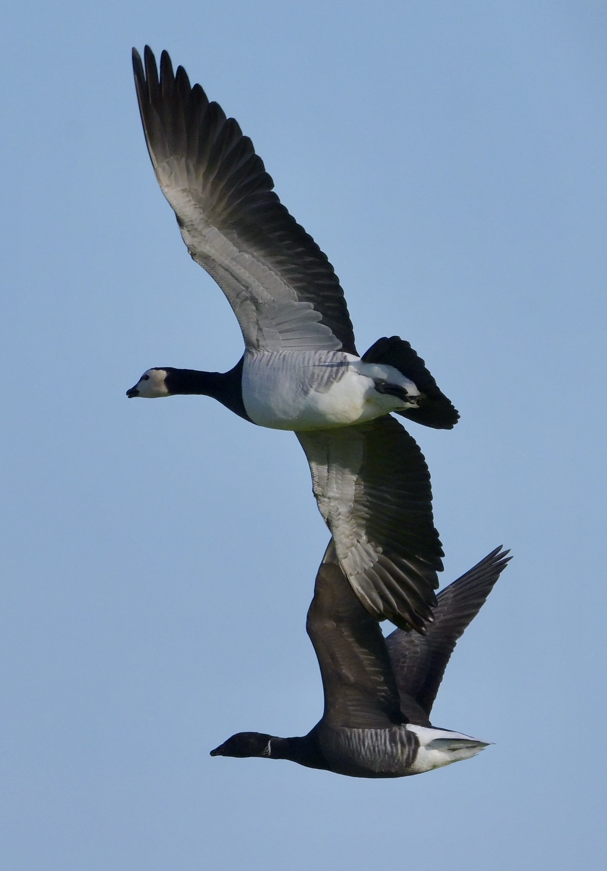 Barnacle Goose - 25-01-2025