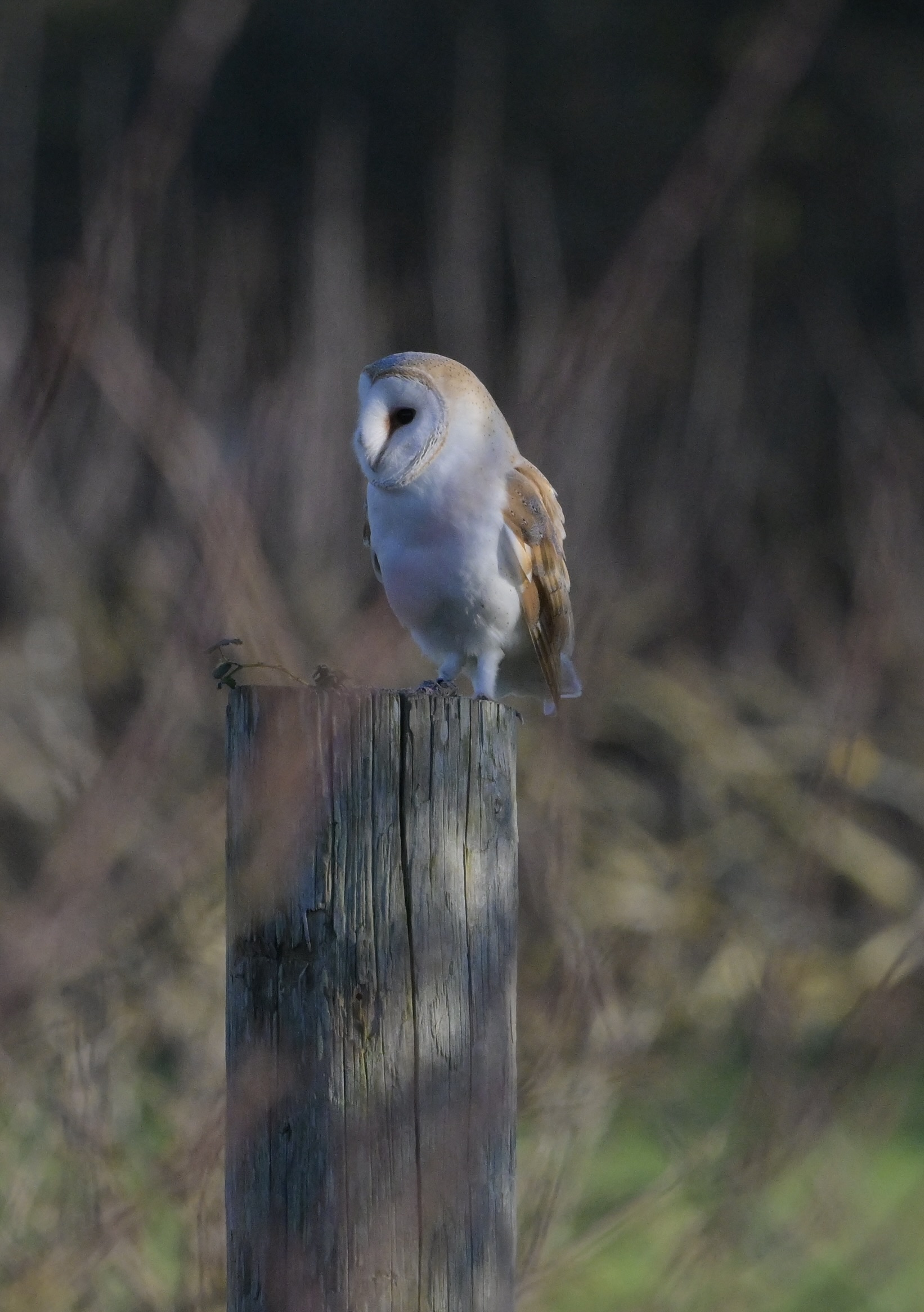 Barn Owl - 30-01-2025