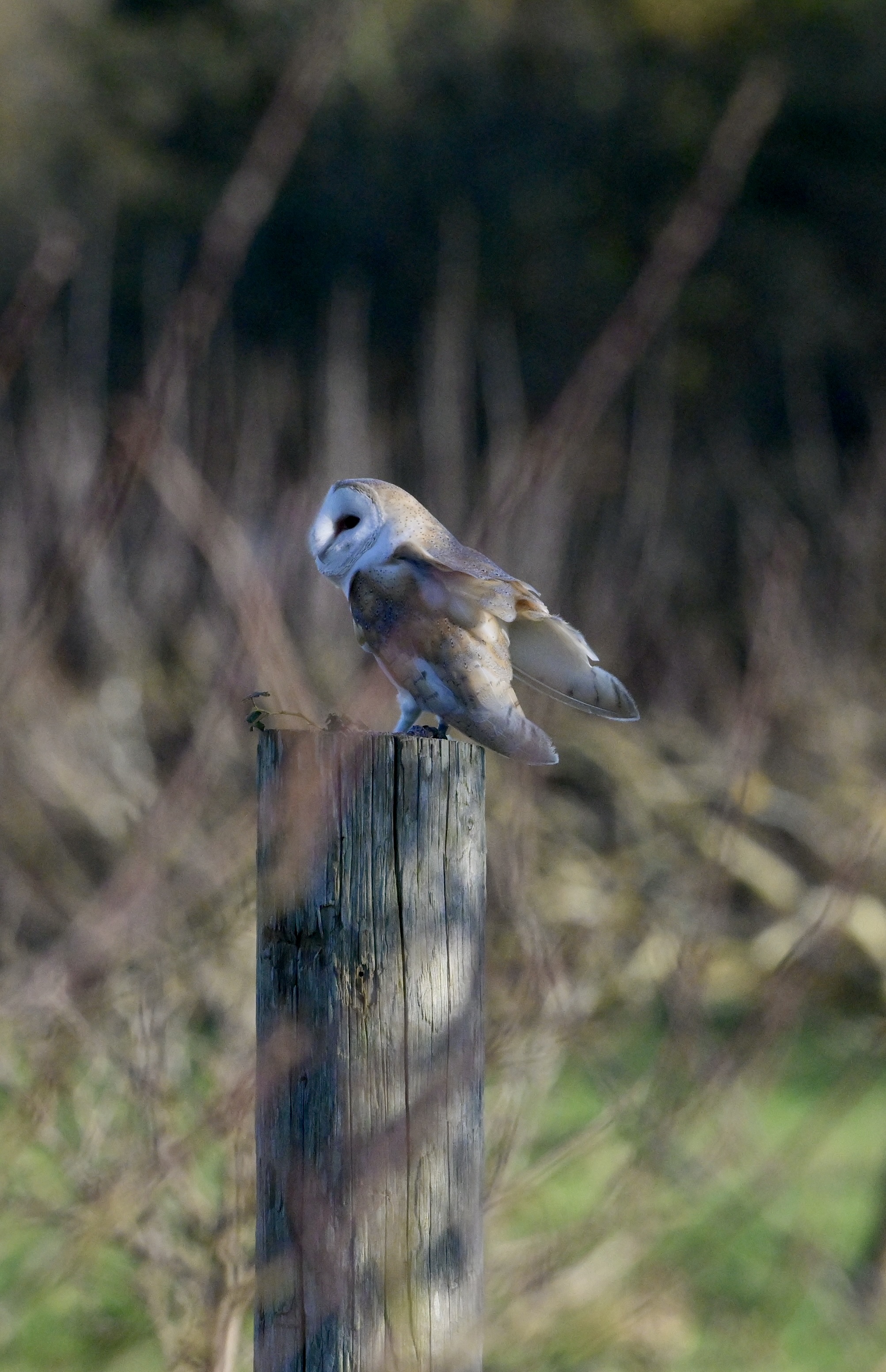 Barn Owl - 30-01-2025