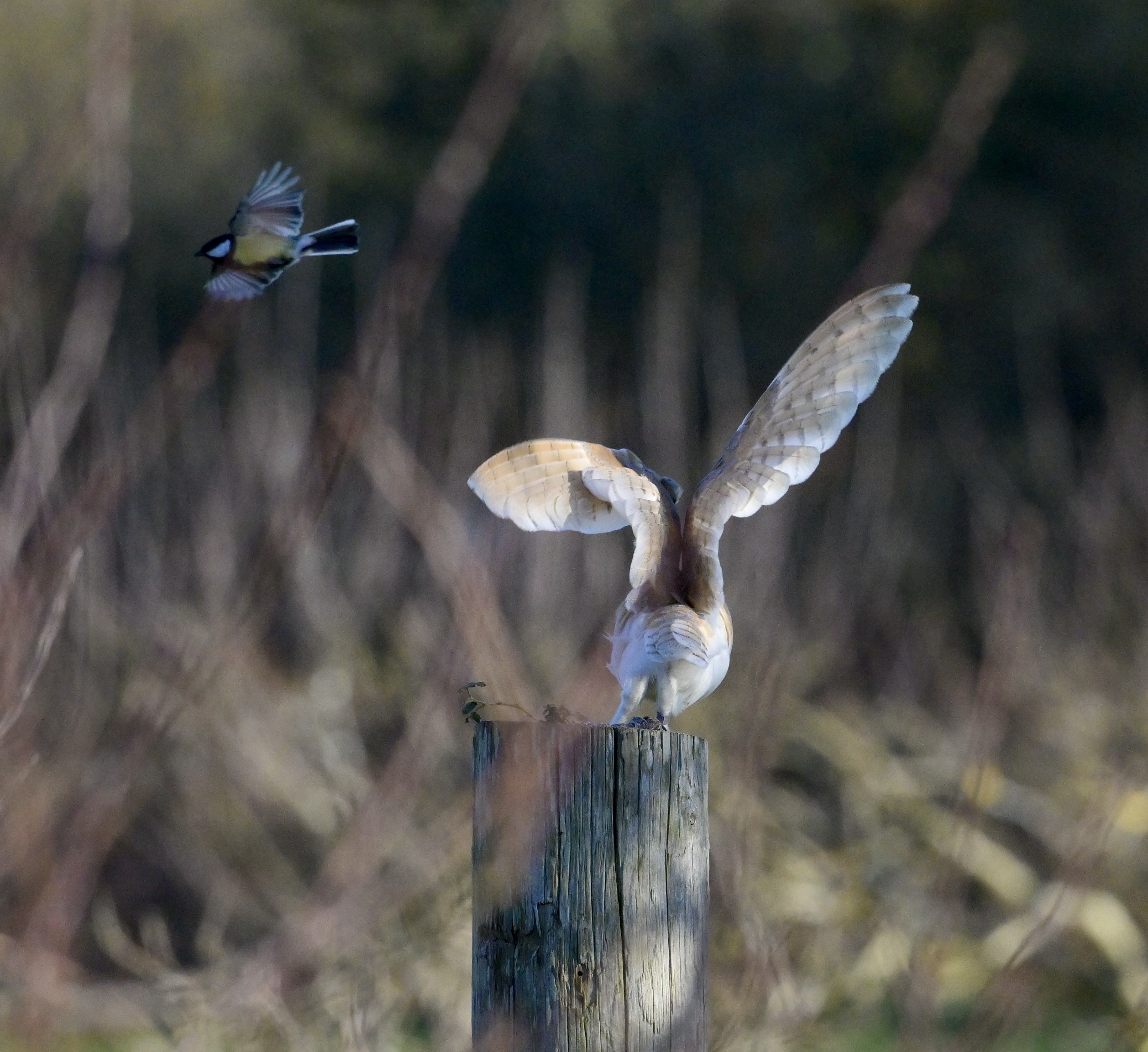 Barn Owl - 30-01-2025