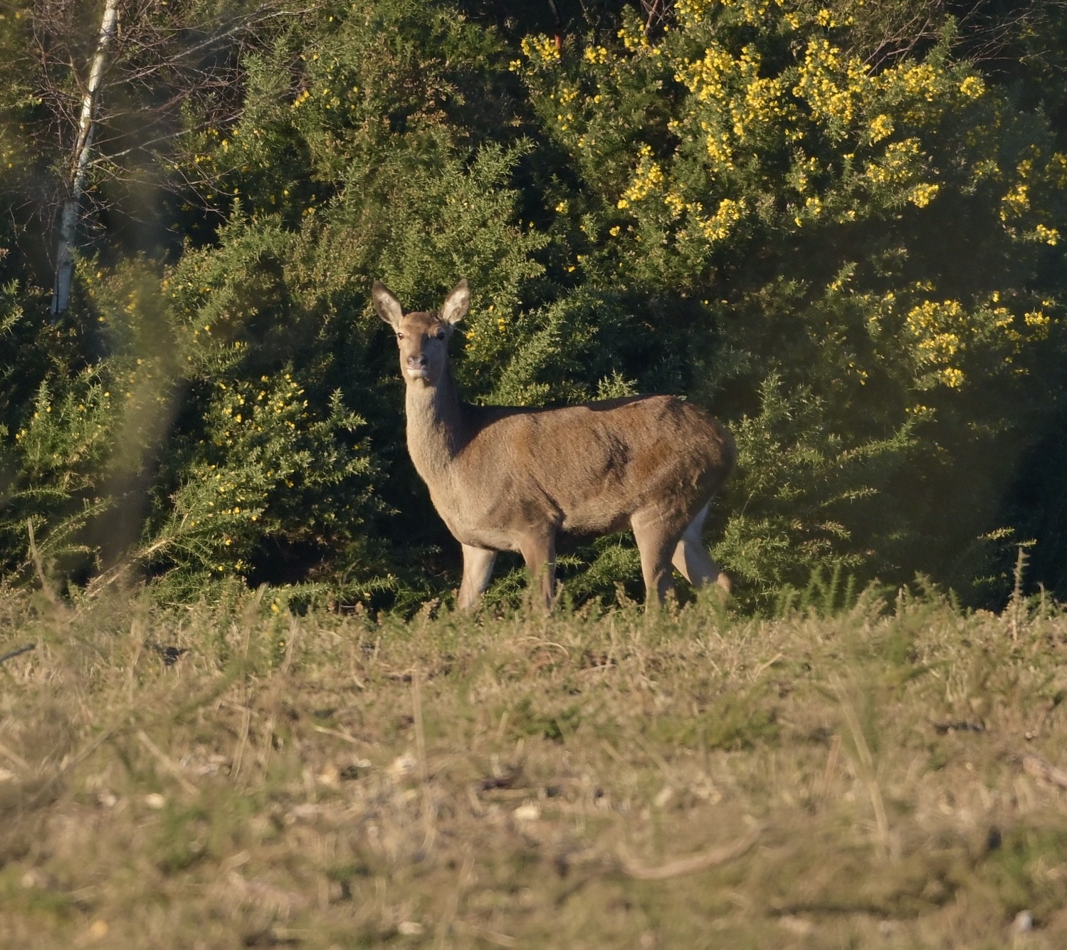 Red Deer - 30-01-2025