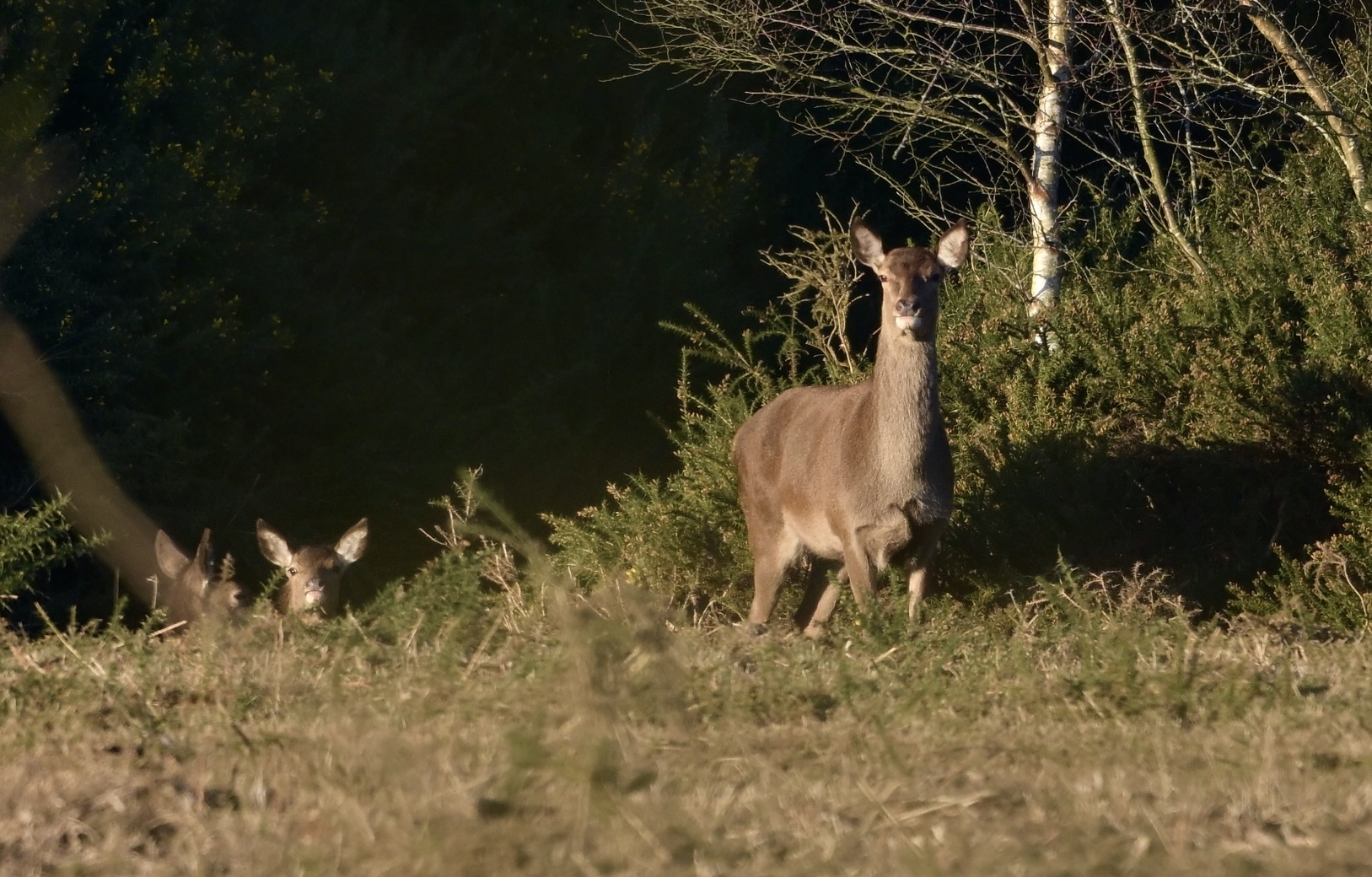 Red Deer - 30-01-2025