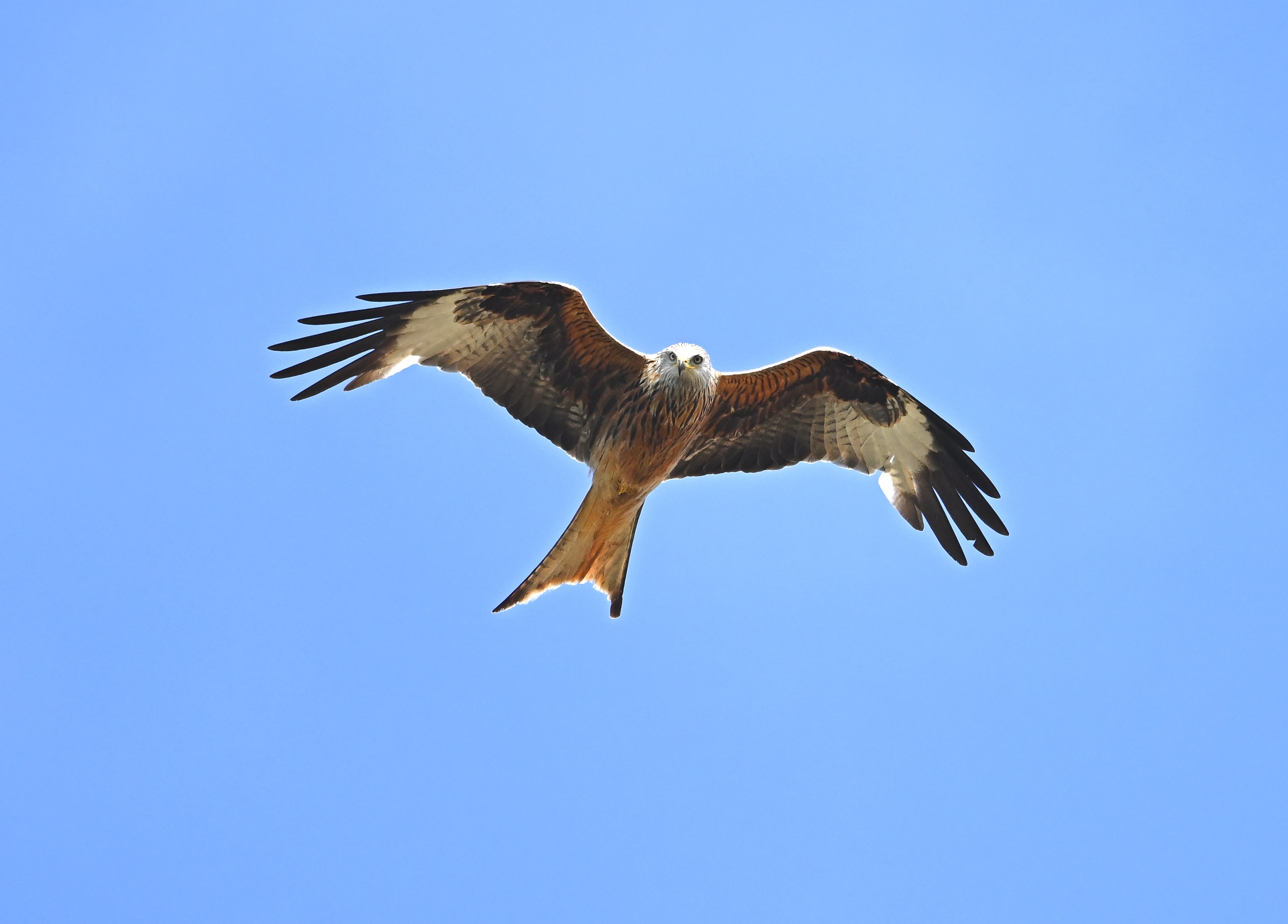 Red Kite - 29-06-2025