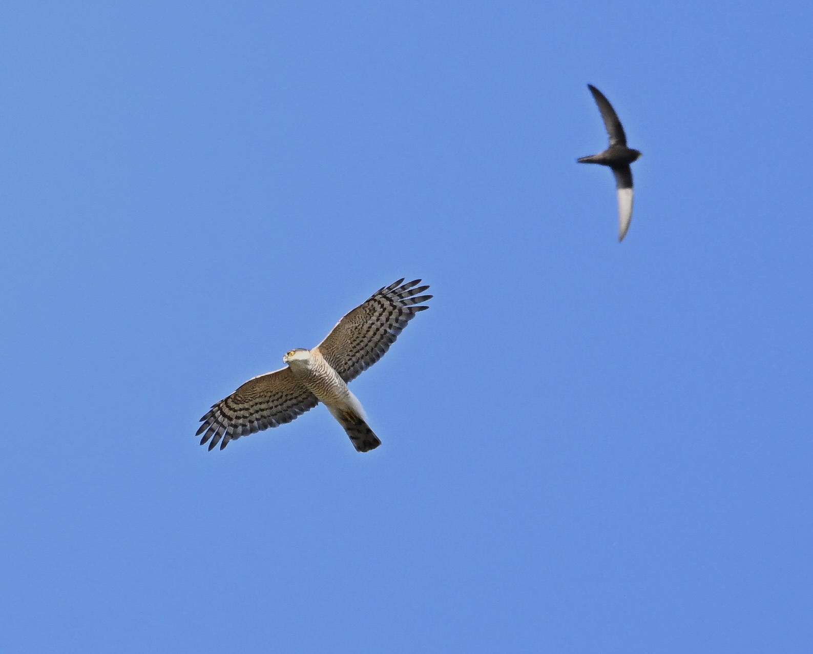 Sparrowhawk - 29-06-2025