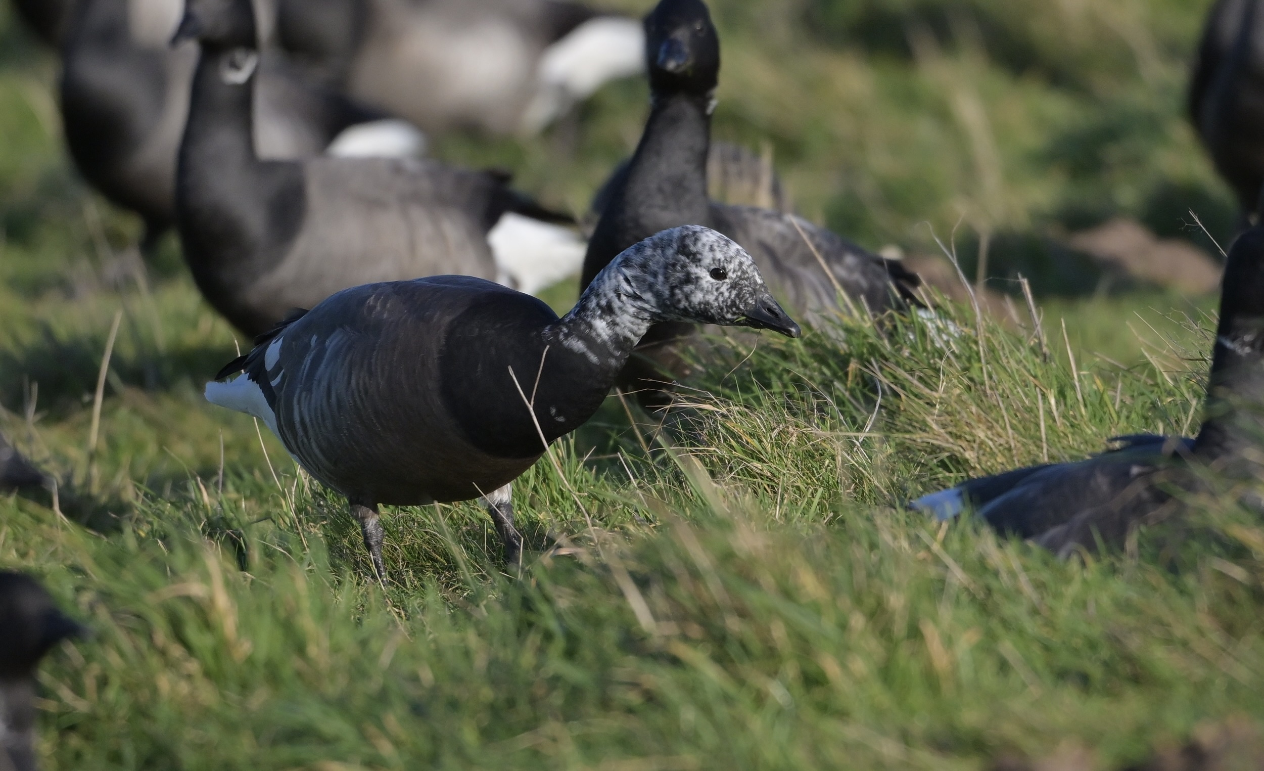 Brent Goose - 04-02-2025