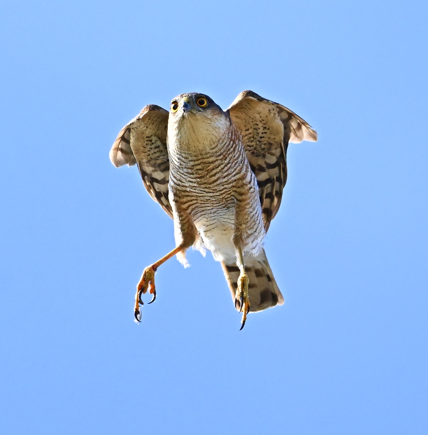 Sparrowhawk - 29-06-2025