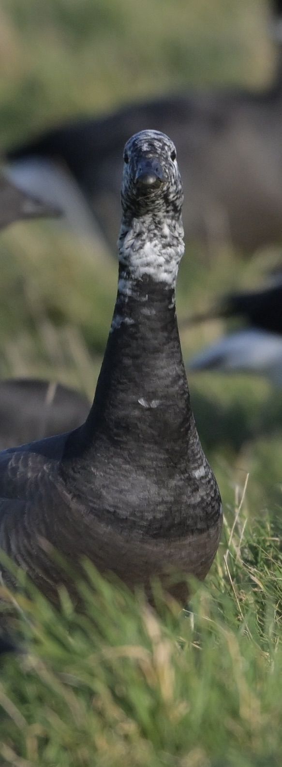 Brent Goose - 04-02-2025