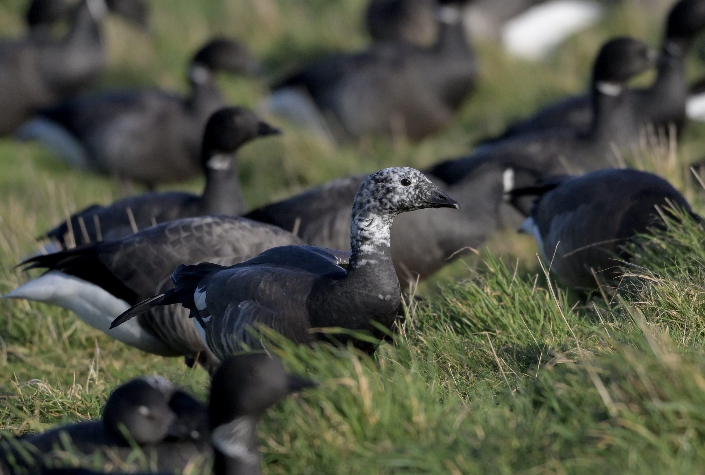 Brent Goose - 04-02-2025