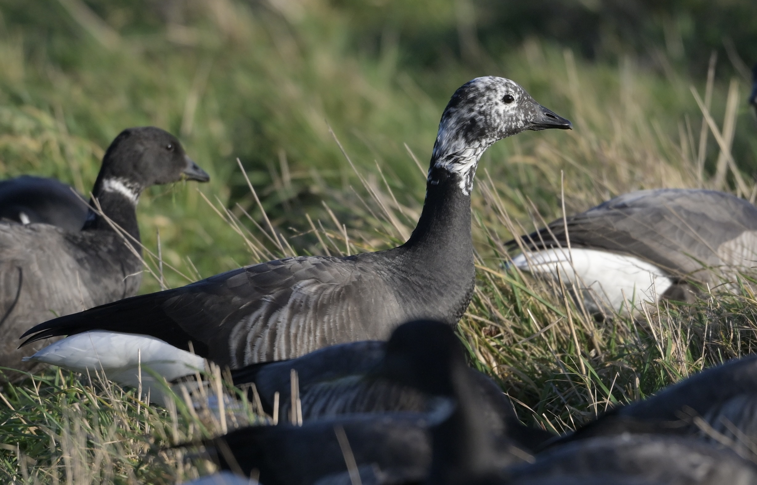 Brent Goose - 04-02-2025