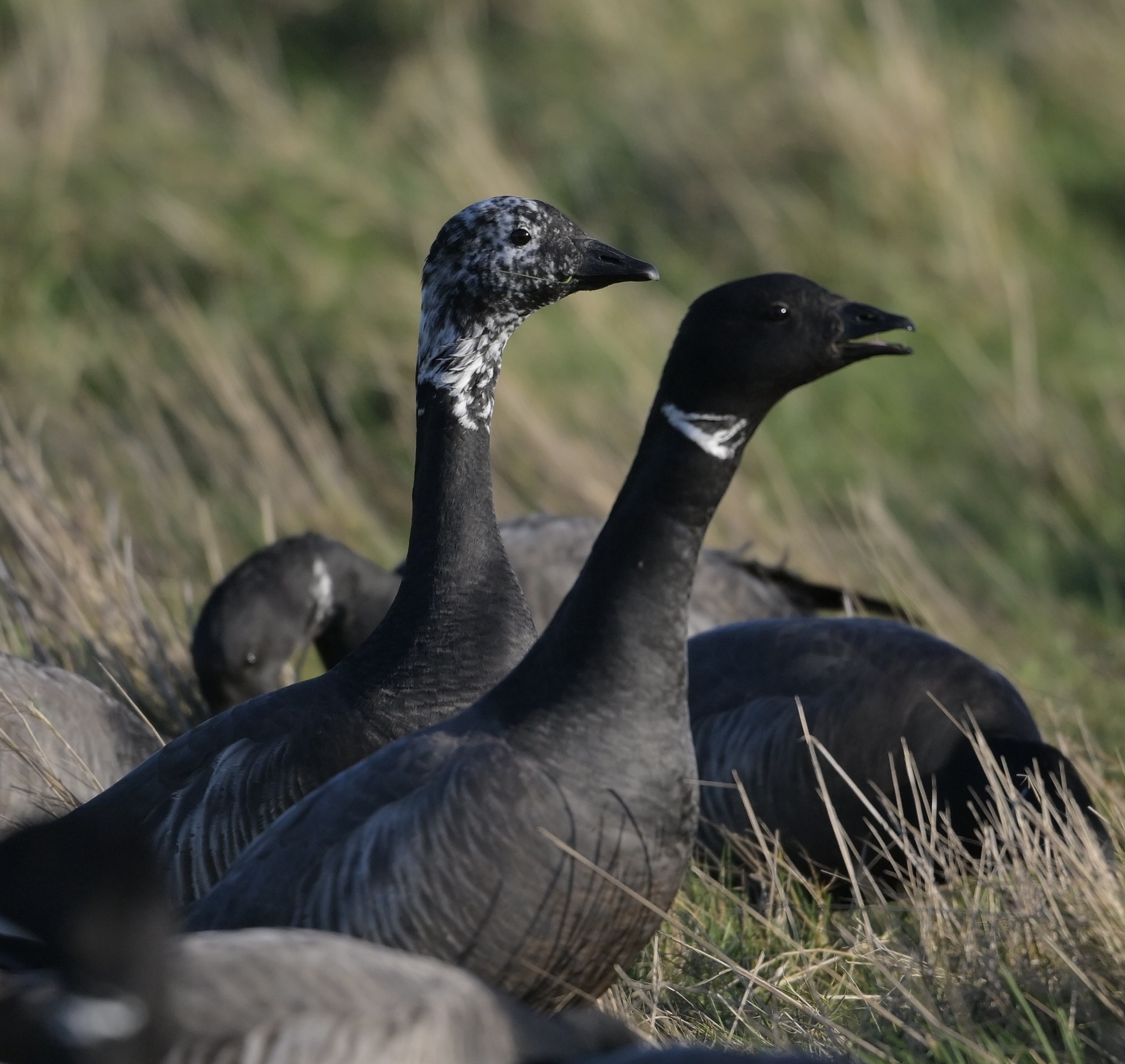 Brent Goose - 04-02-2025