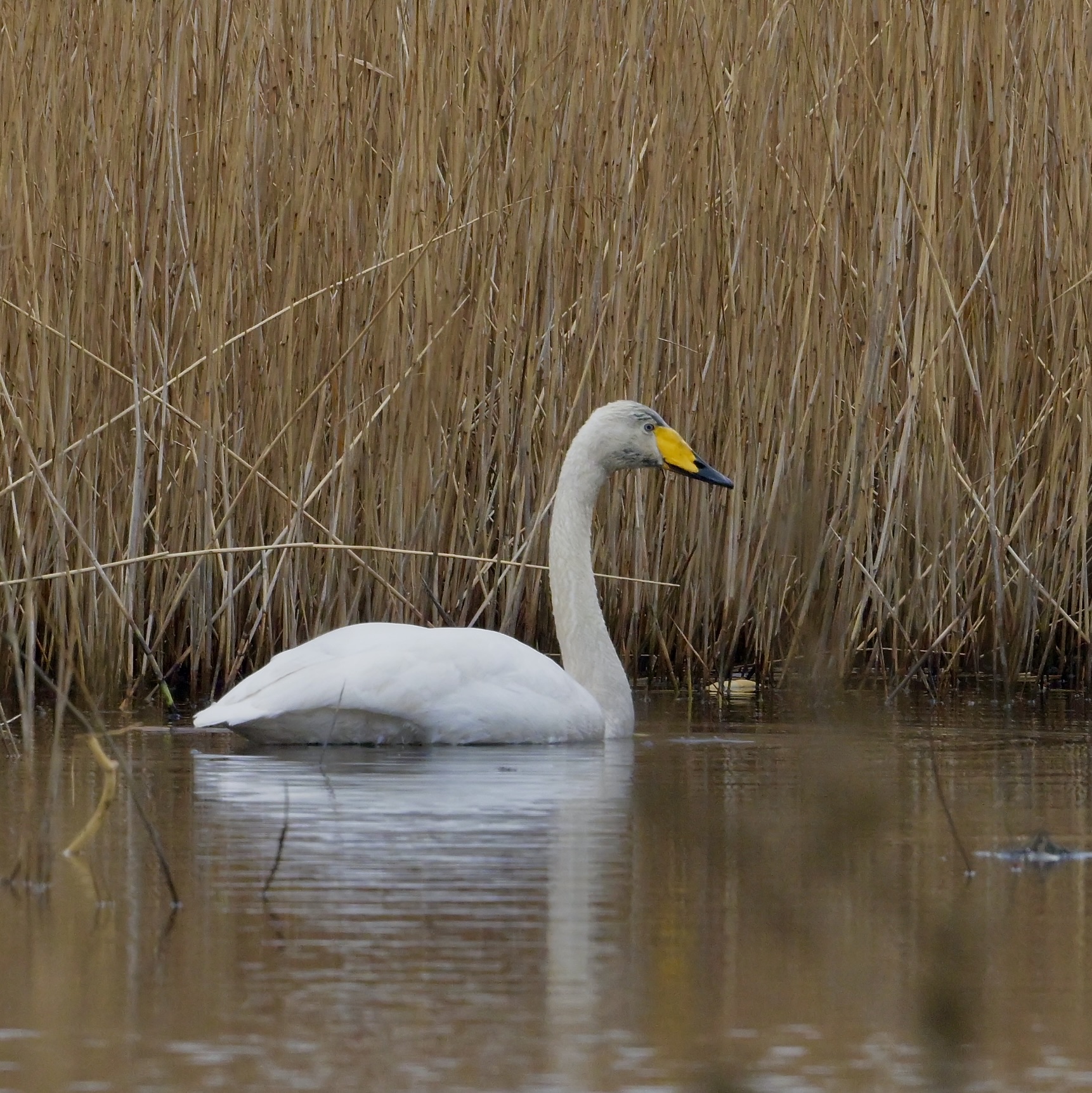 Whooper Swan - 12-02-2025