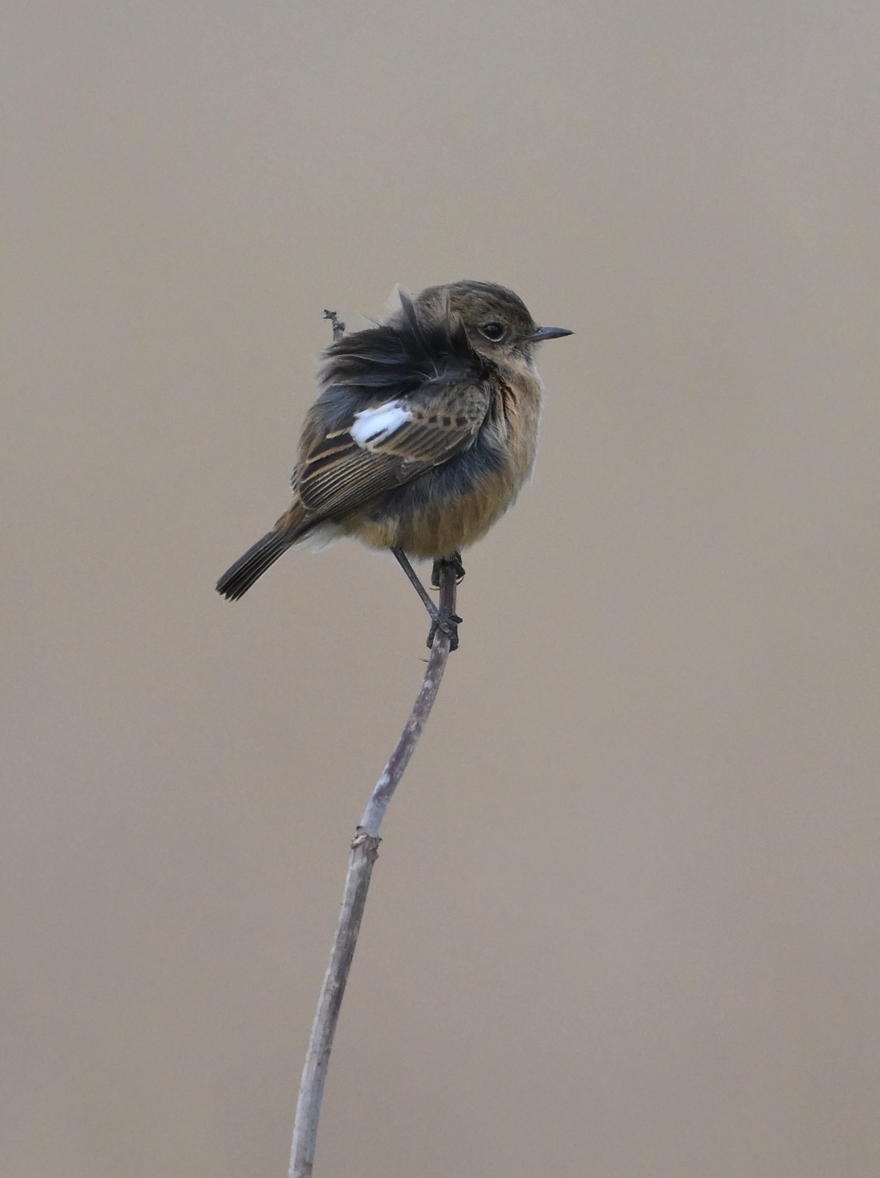 Stonechat - 14-02-2025