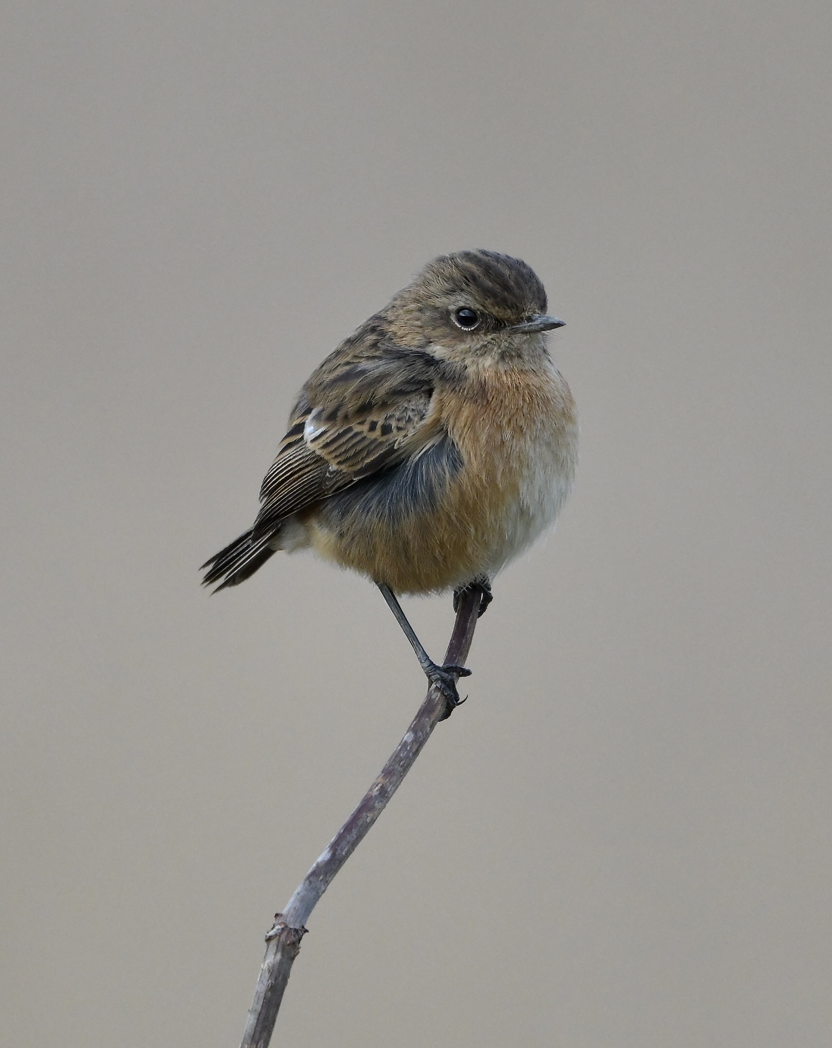 Stonechat - 14-02-2025