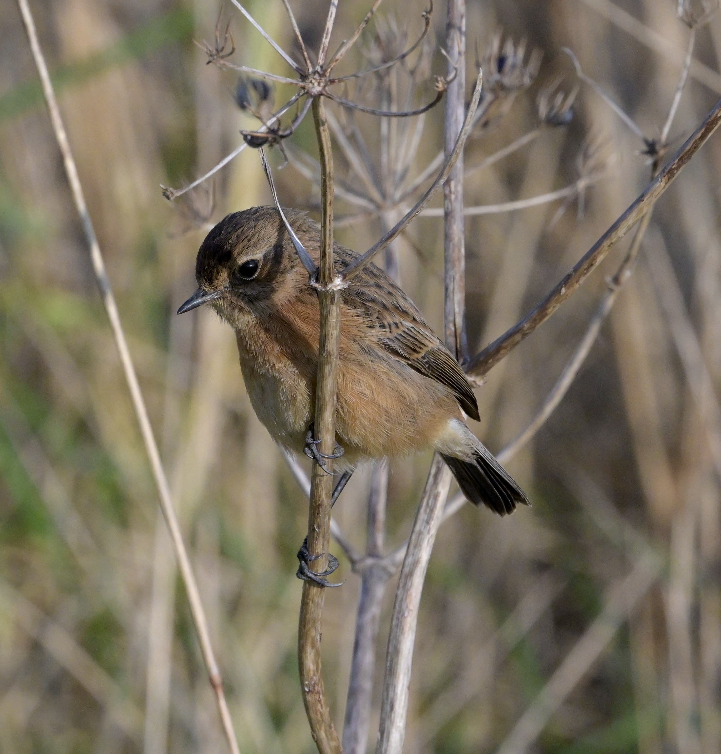 Stonechat - 14-02-2025