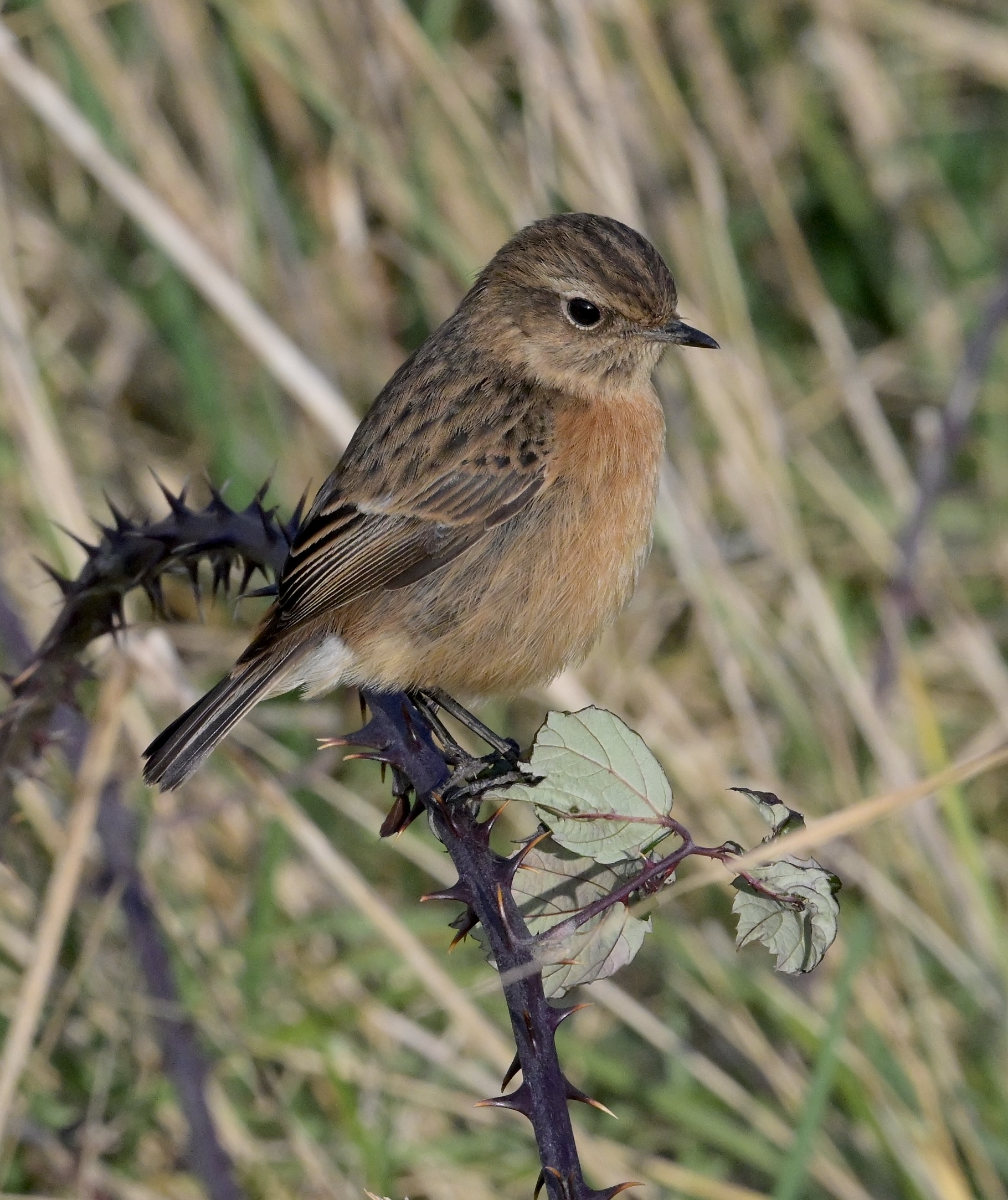 Stonechat - 14-02-2025