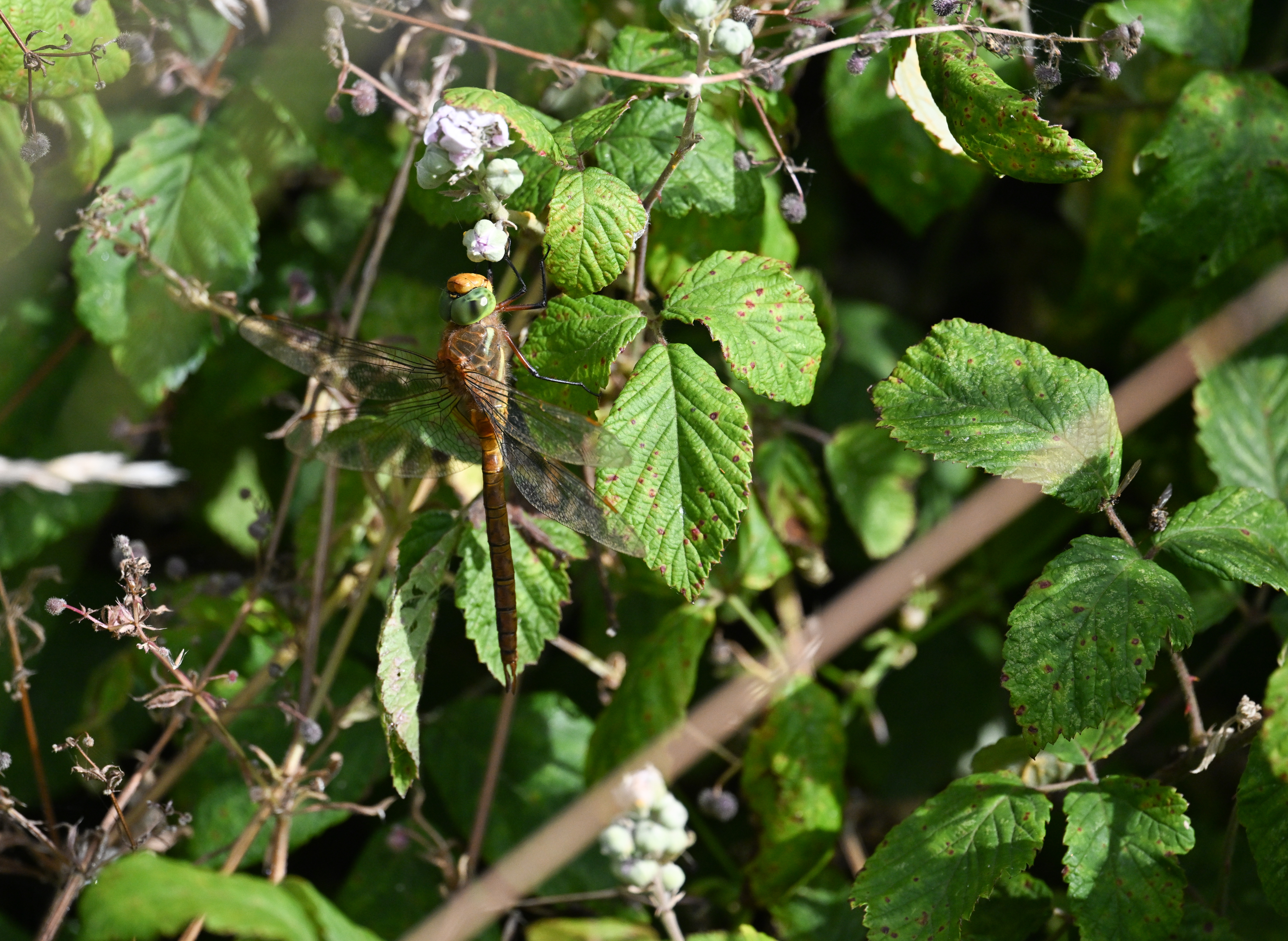 Norfolk Hawker - 29-06-2025