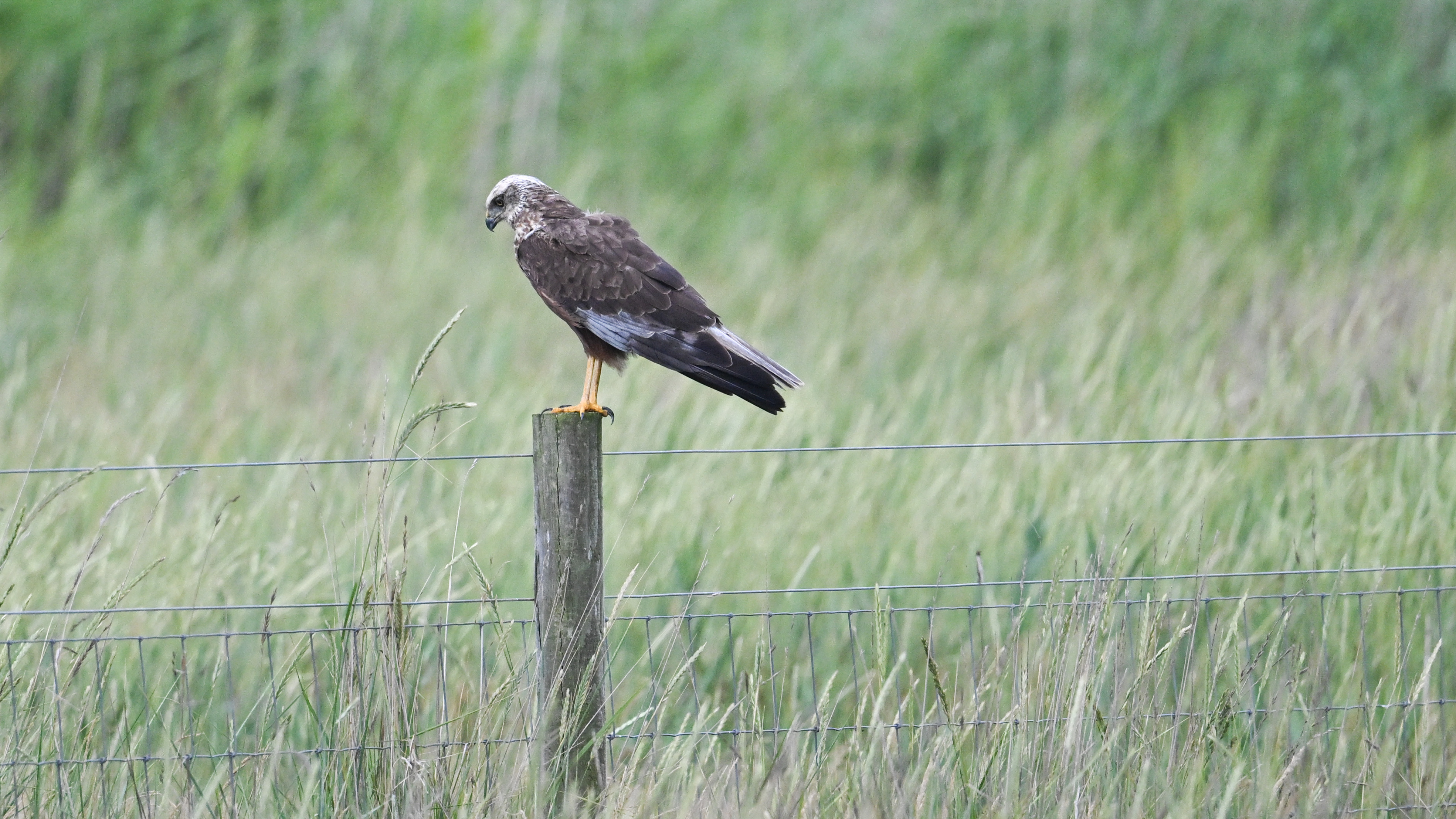 Marsh Harrier - 20-07-2025