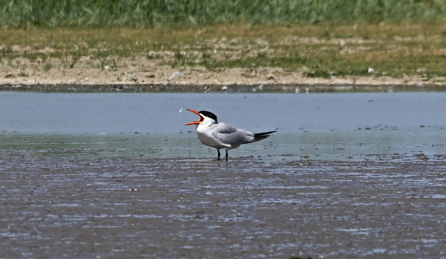 Caspian Tern - 04-07-2025