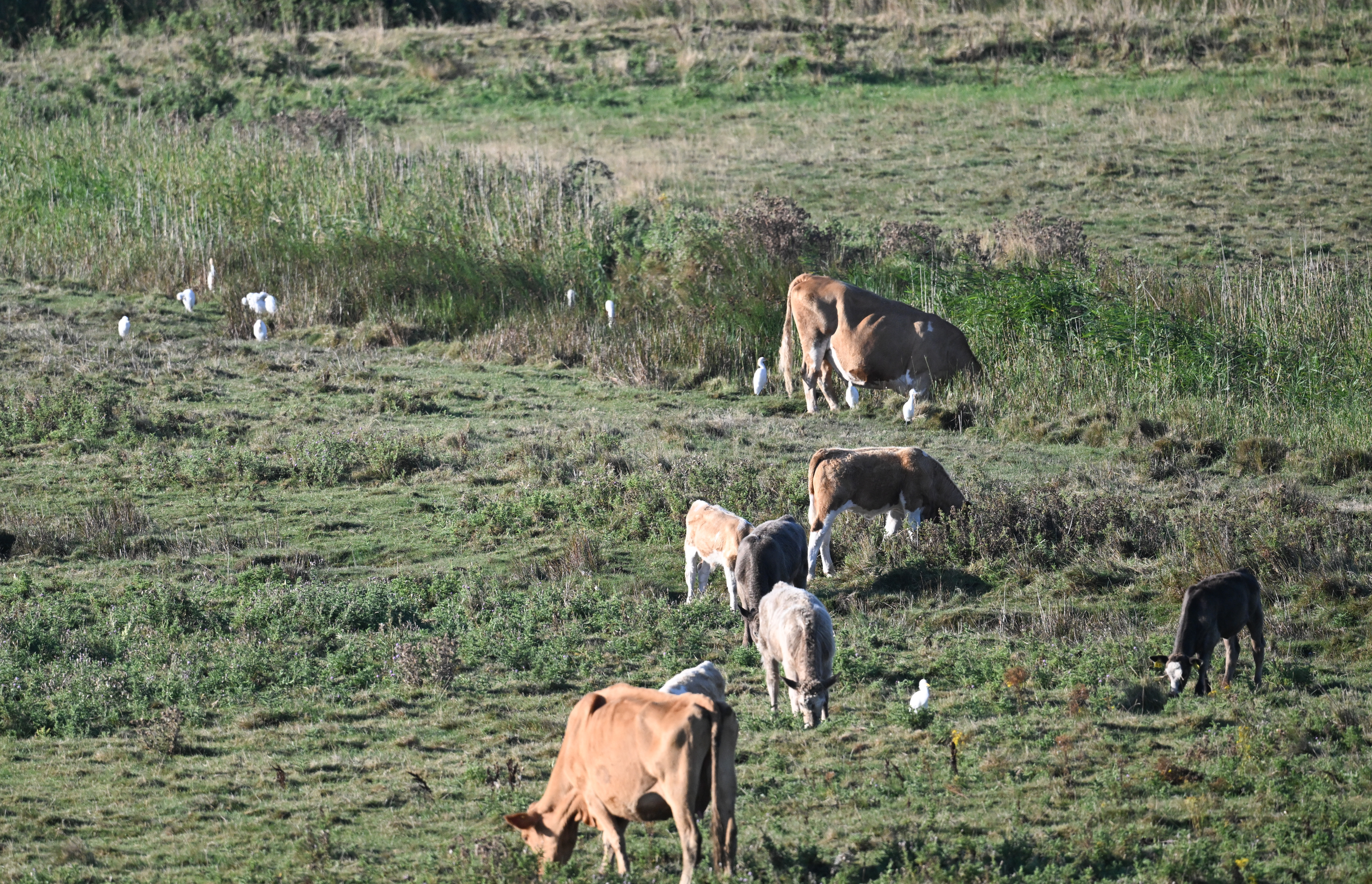 Cattle Egret - 30-08-2025