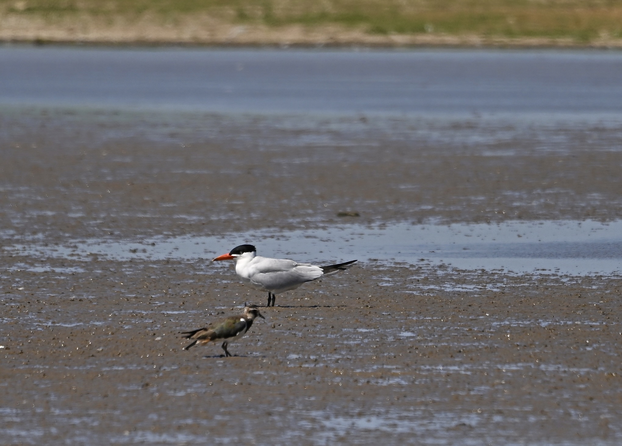 Caspian Tern - 04-07-2025