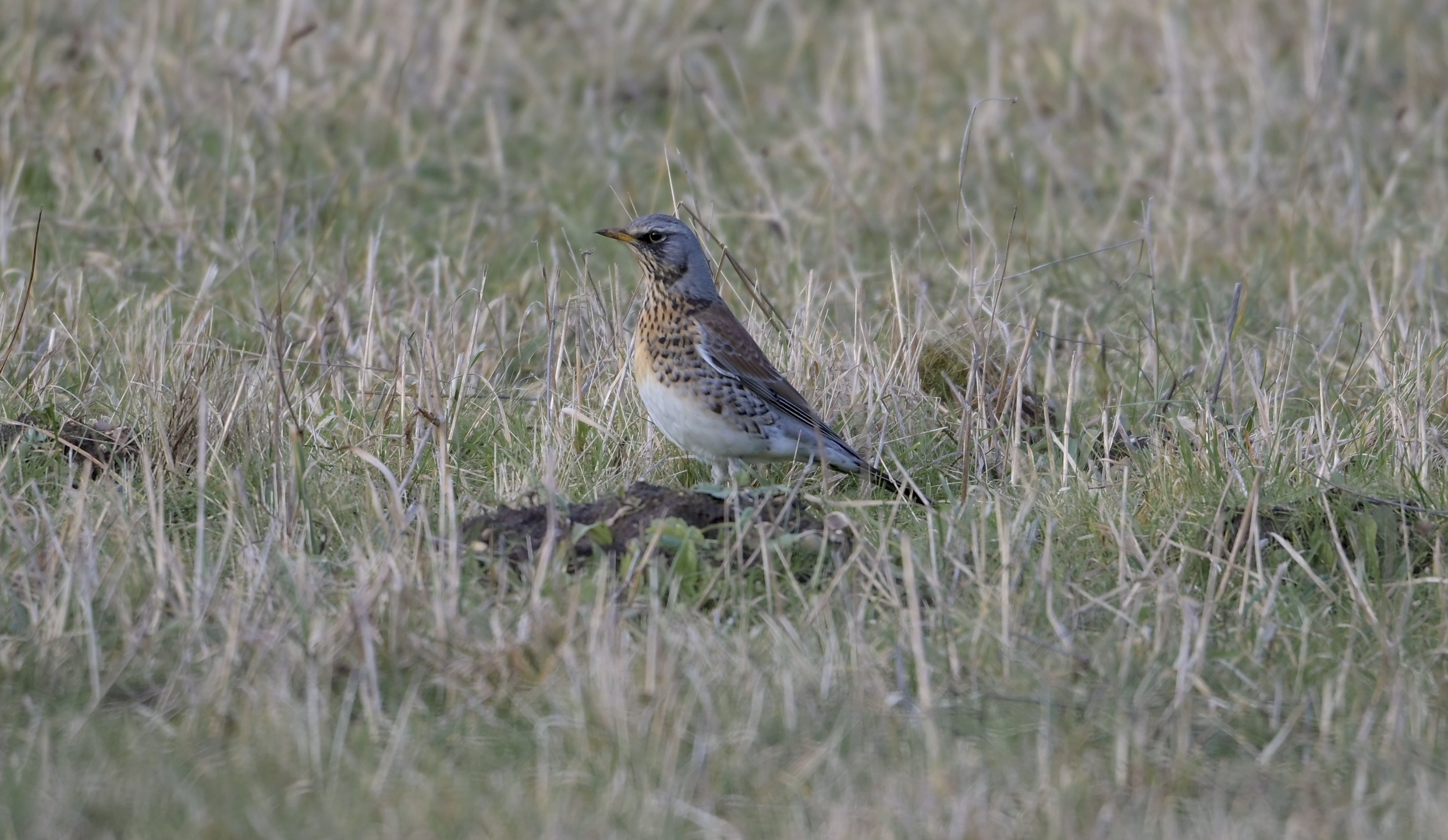 Fieldfare - 17-02-2025