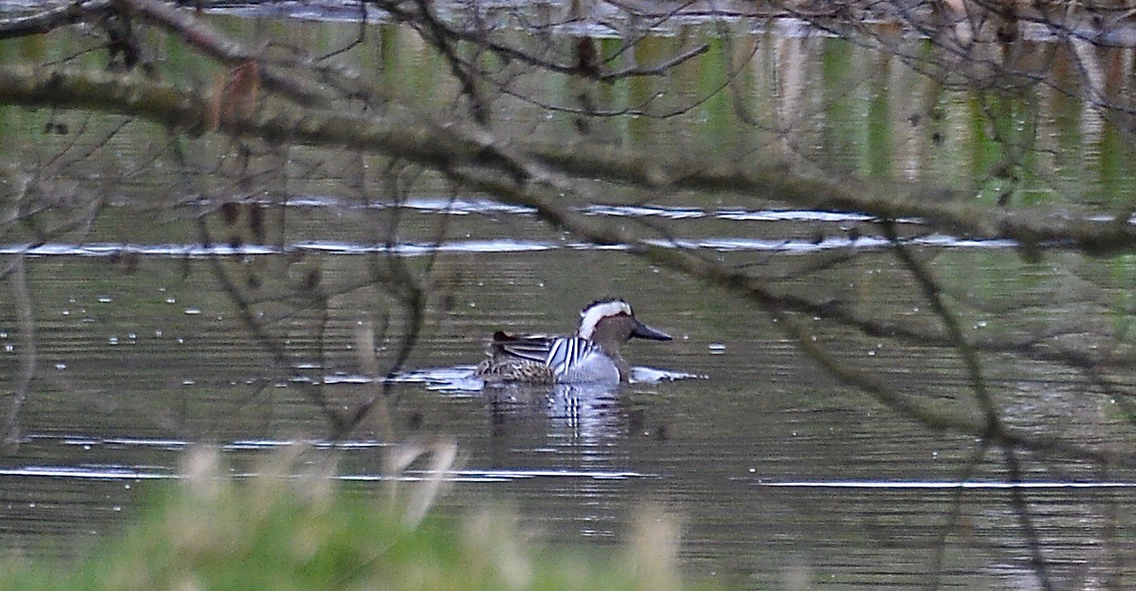 Garganey - 06-04-2022