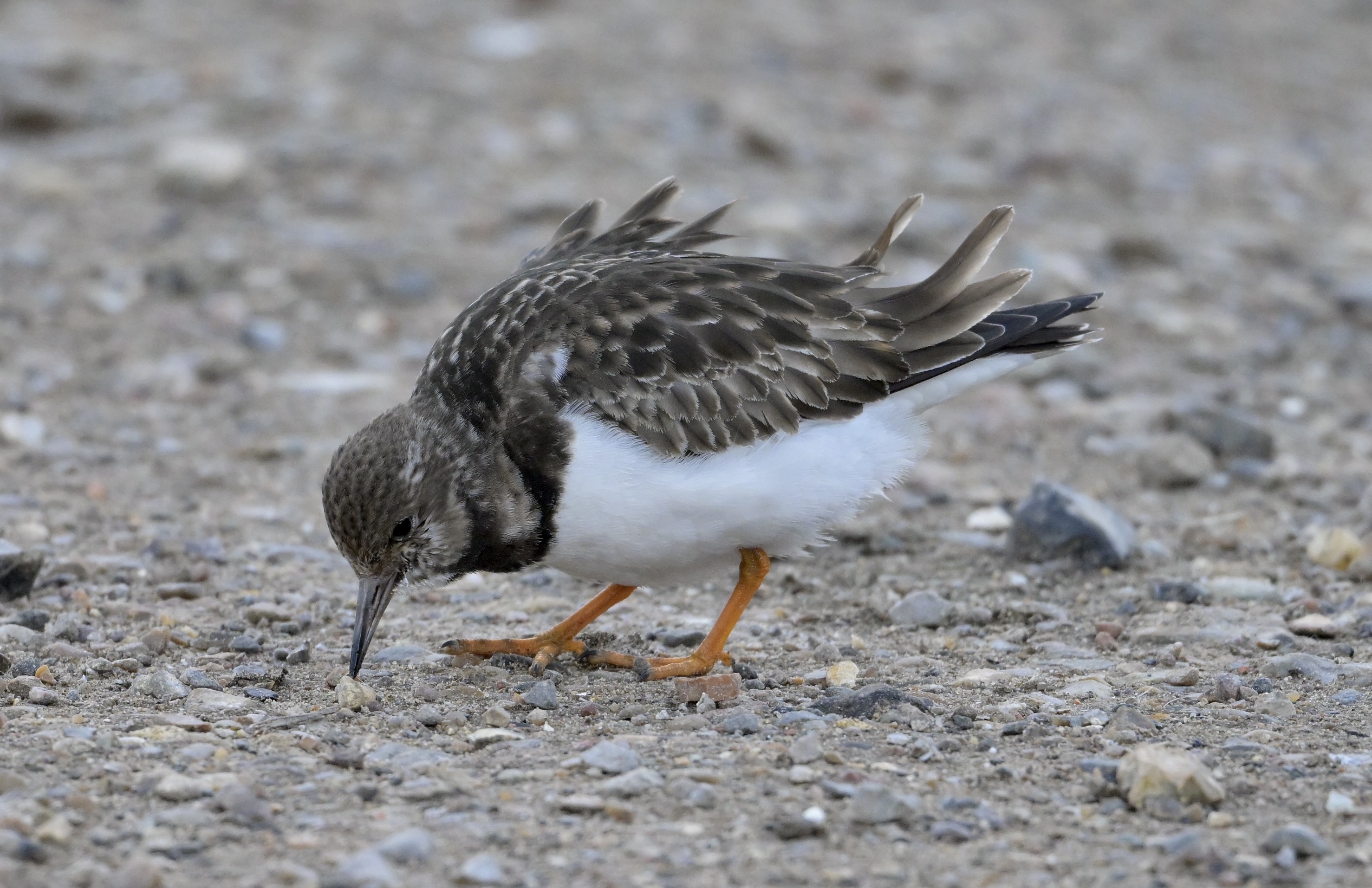 Turnstone - 19-02-2025