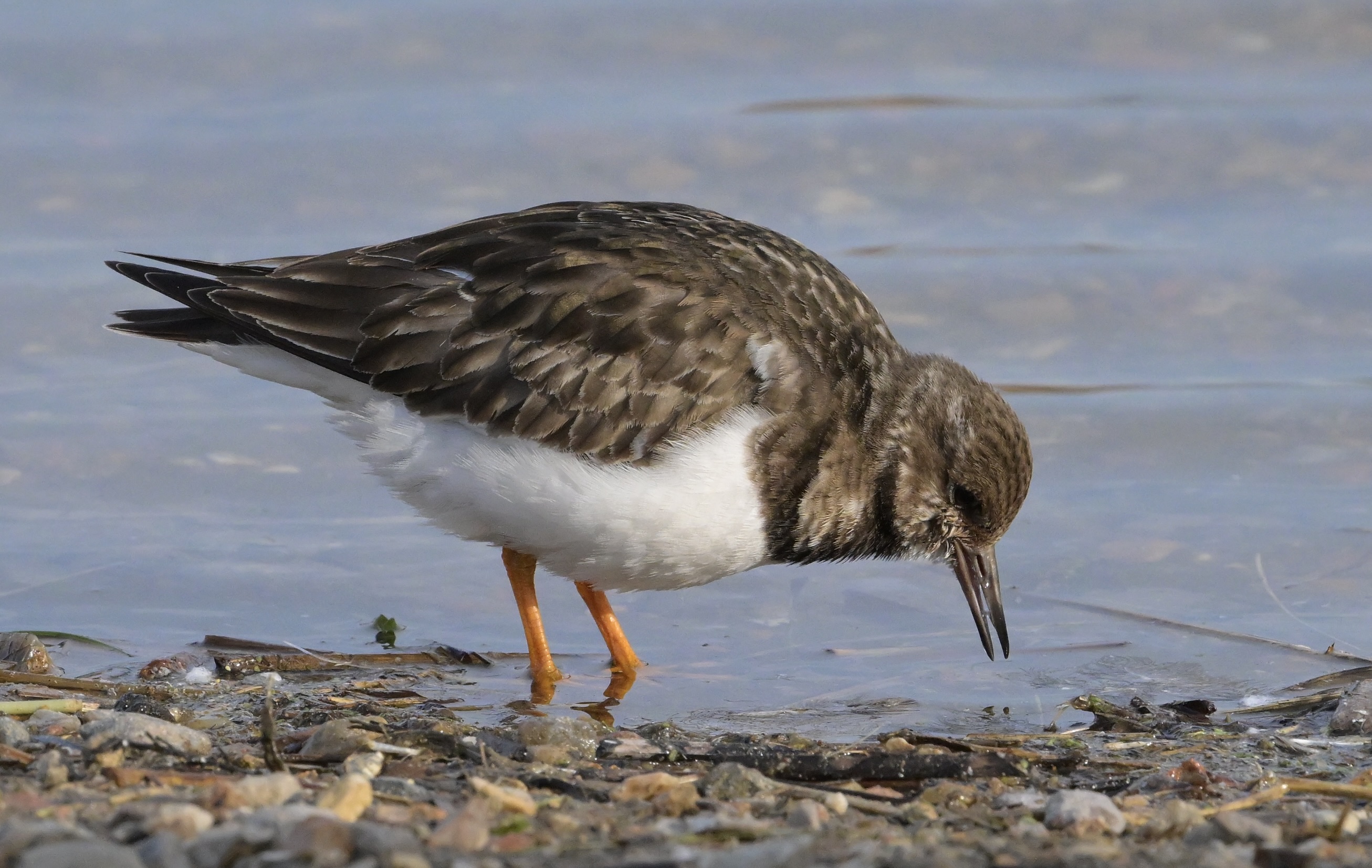 Turnstone - 19-02-2025