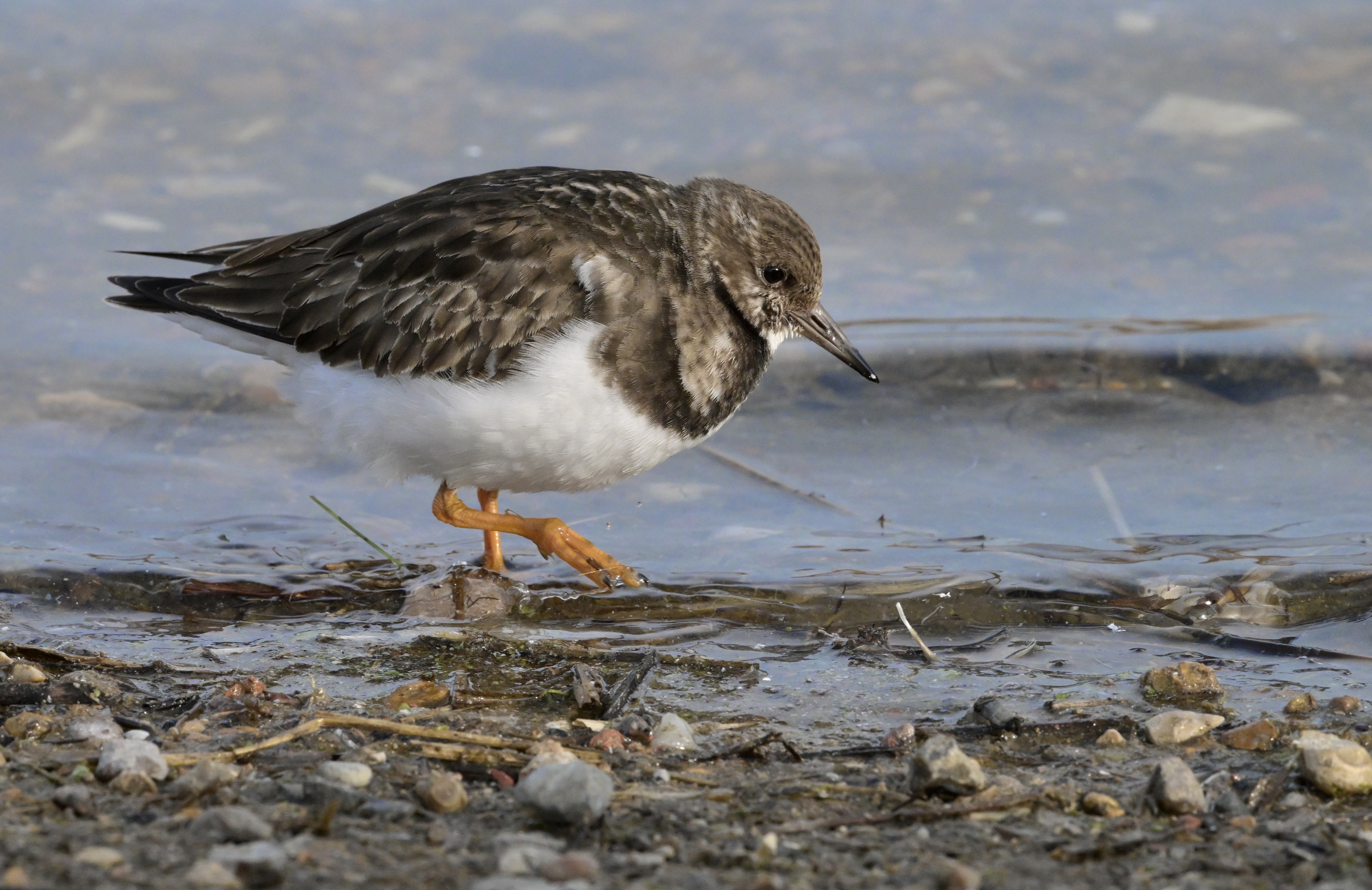 Turnstone - 19-02-2025