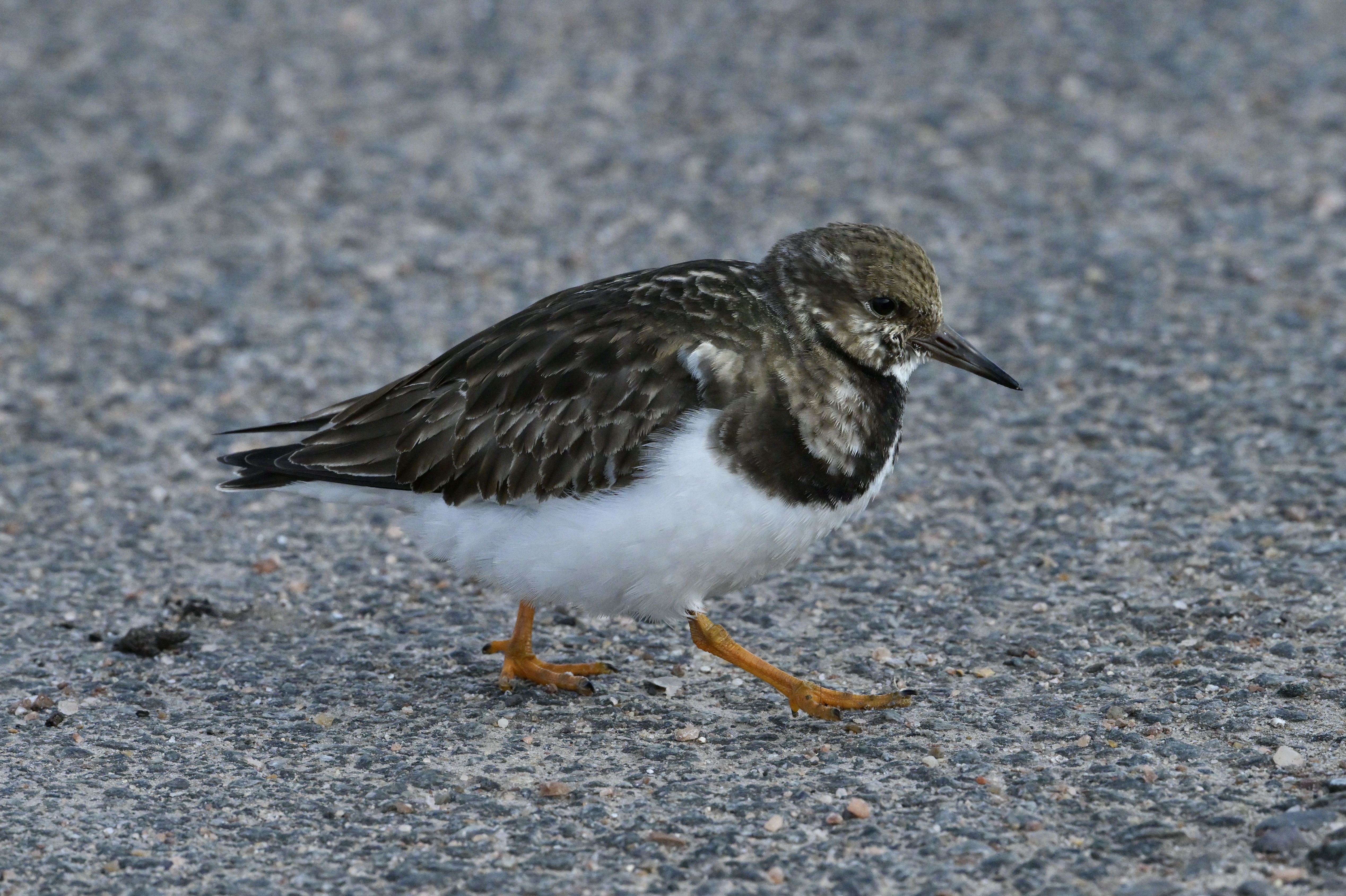 Turnstone - 19-02-2025